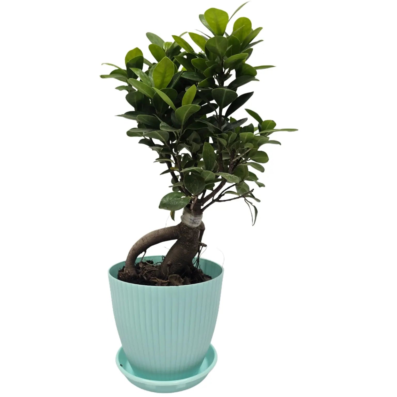 bonsai ficus (Rainbow pot) Enutrof Decor