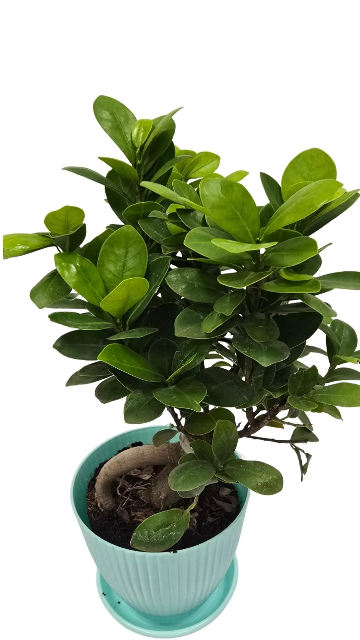 bonsai ficus (Rainbow pot) Enutrof Decor