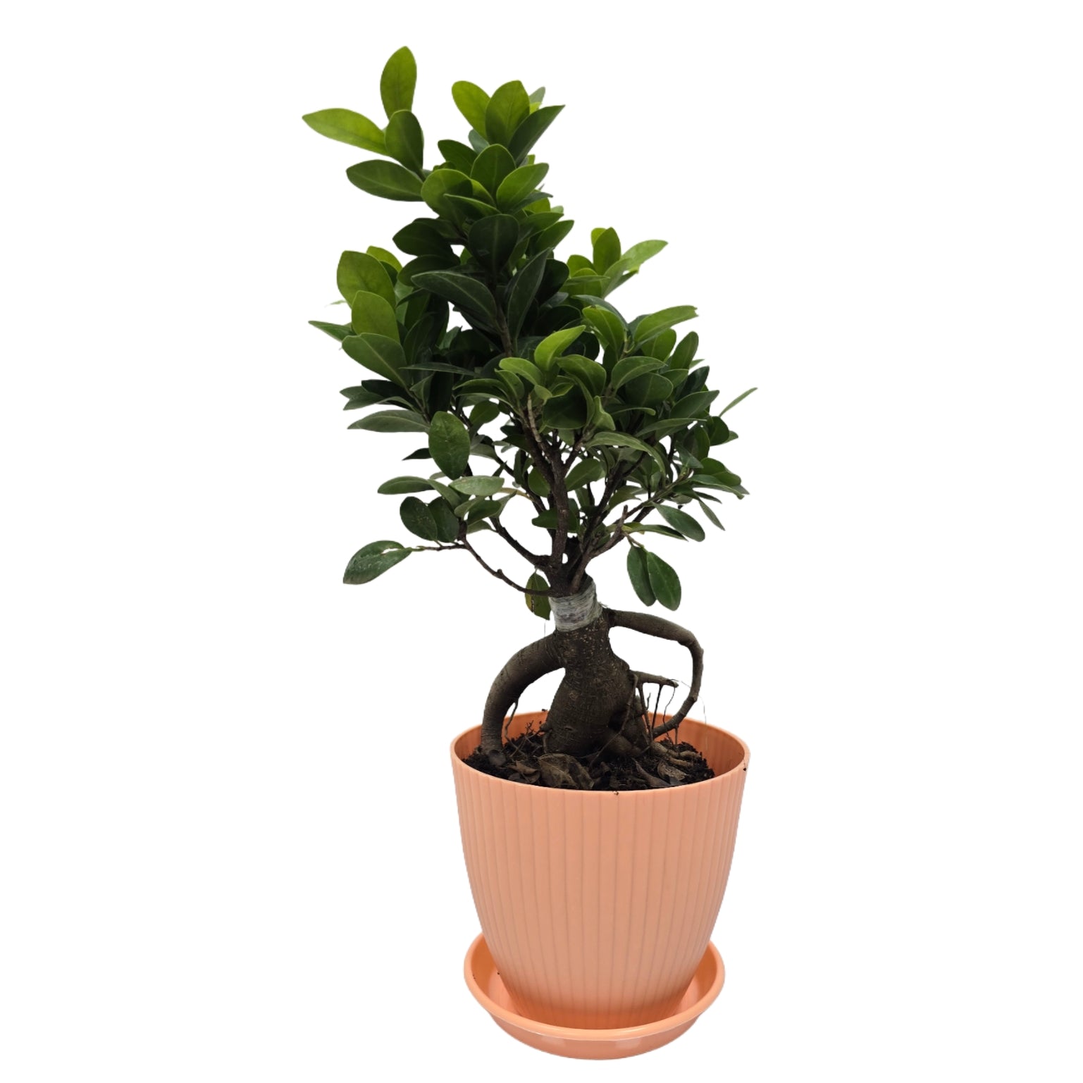 bonsai ficus (Rainbow pot) Enutrof Decor
