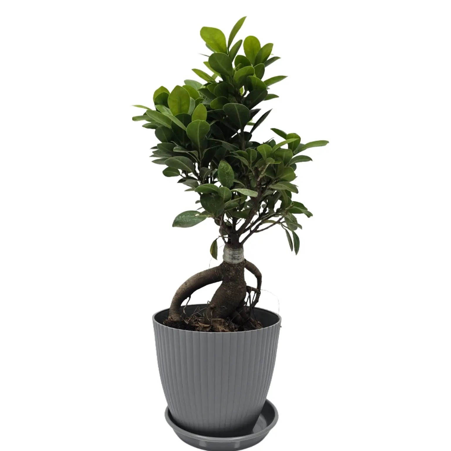 bonsai ficus (Rainbow pot) Enutrof Decor