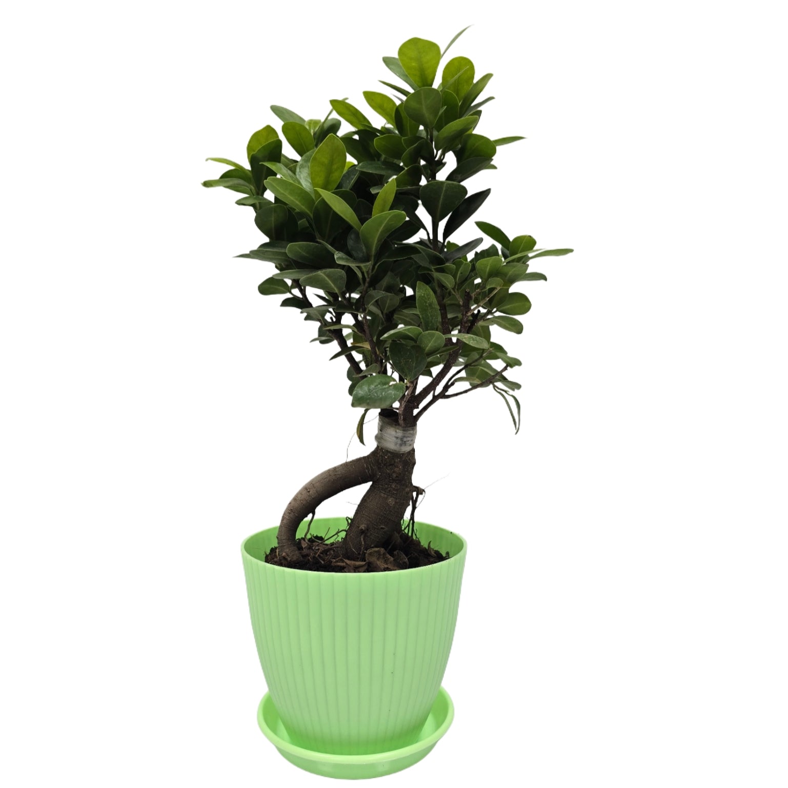 bonsai ficus (Rainbow pot) Enutrof Decor