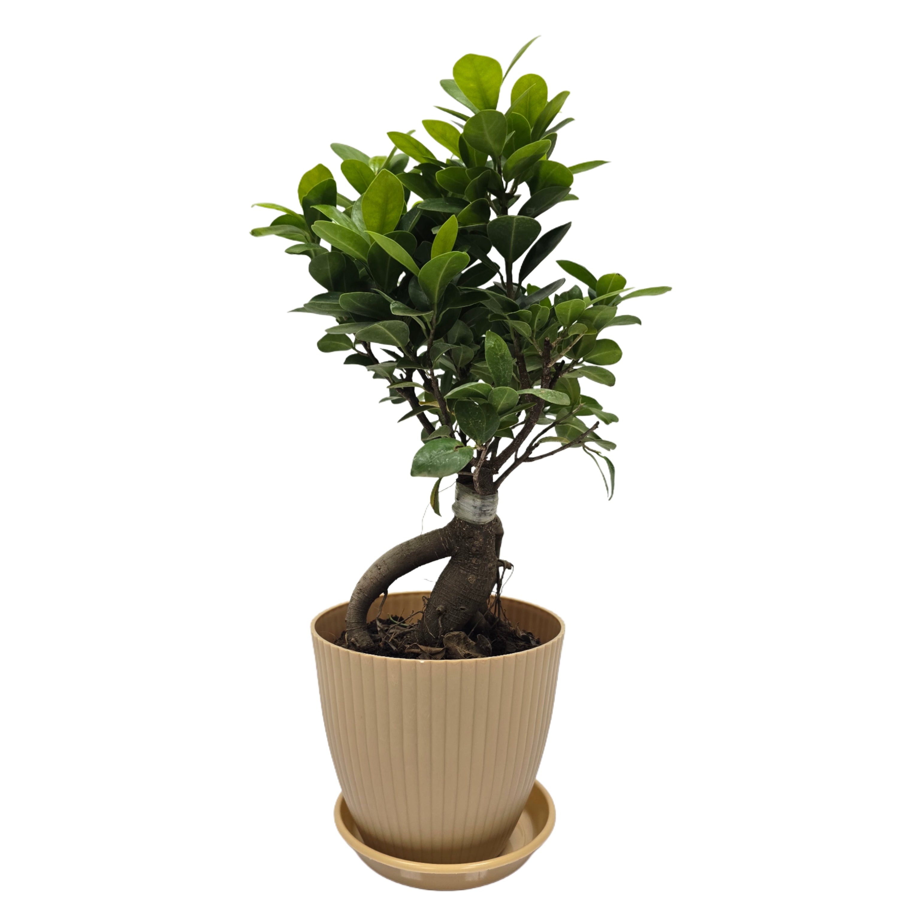 bonsai ficus (Rainbow pot) Enutrof Decor