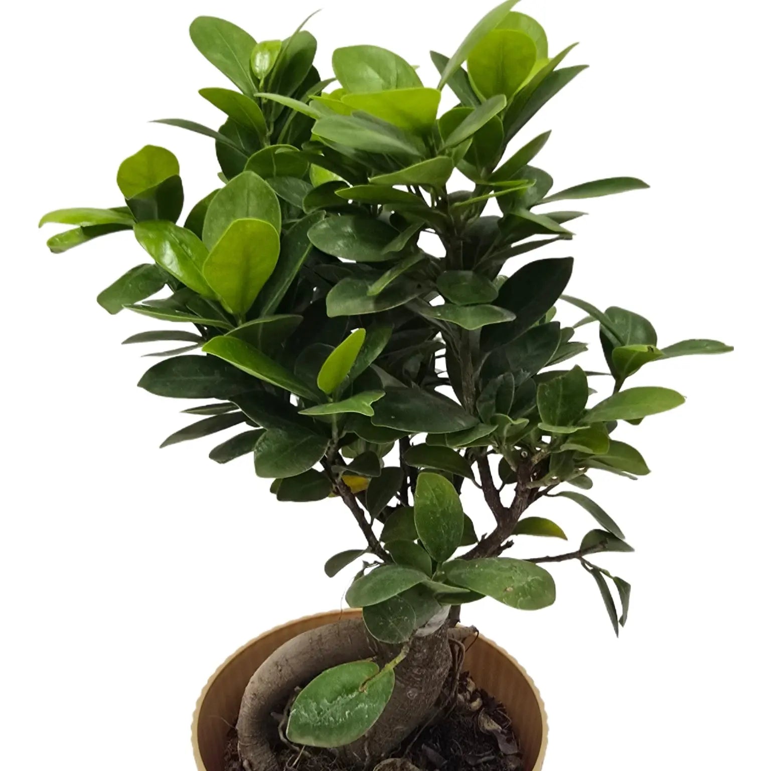 bonsai ficus (Rainbow pot) Enutrof Decor