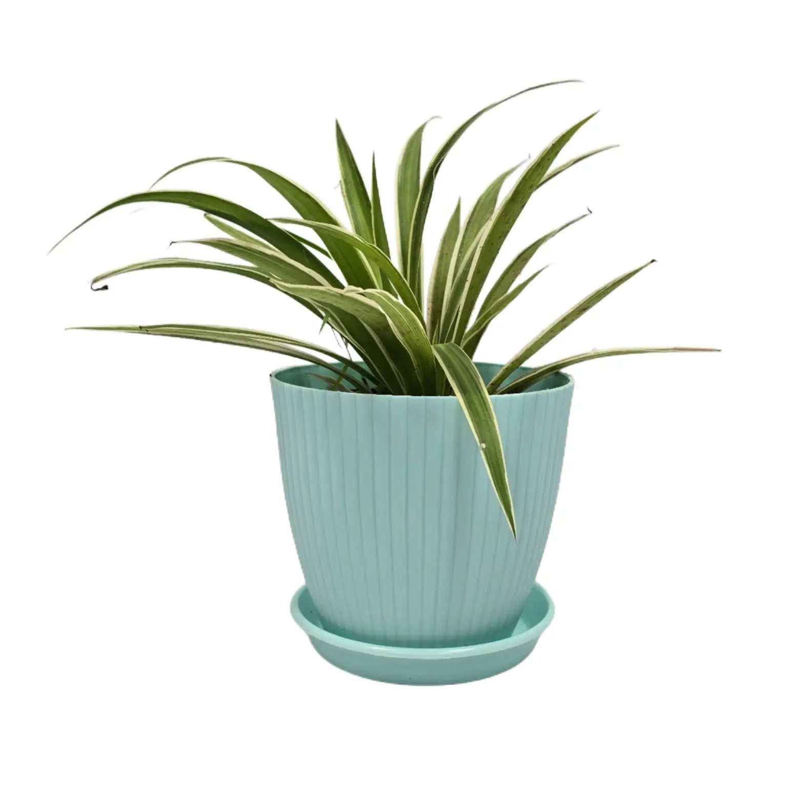 Enutrof Spider Plant Indoor Live with Self Watering Pot ( rainbow pot) Enutrof Decor