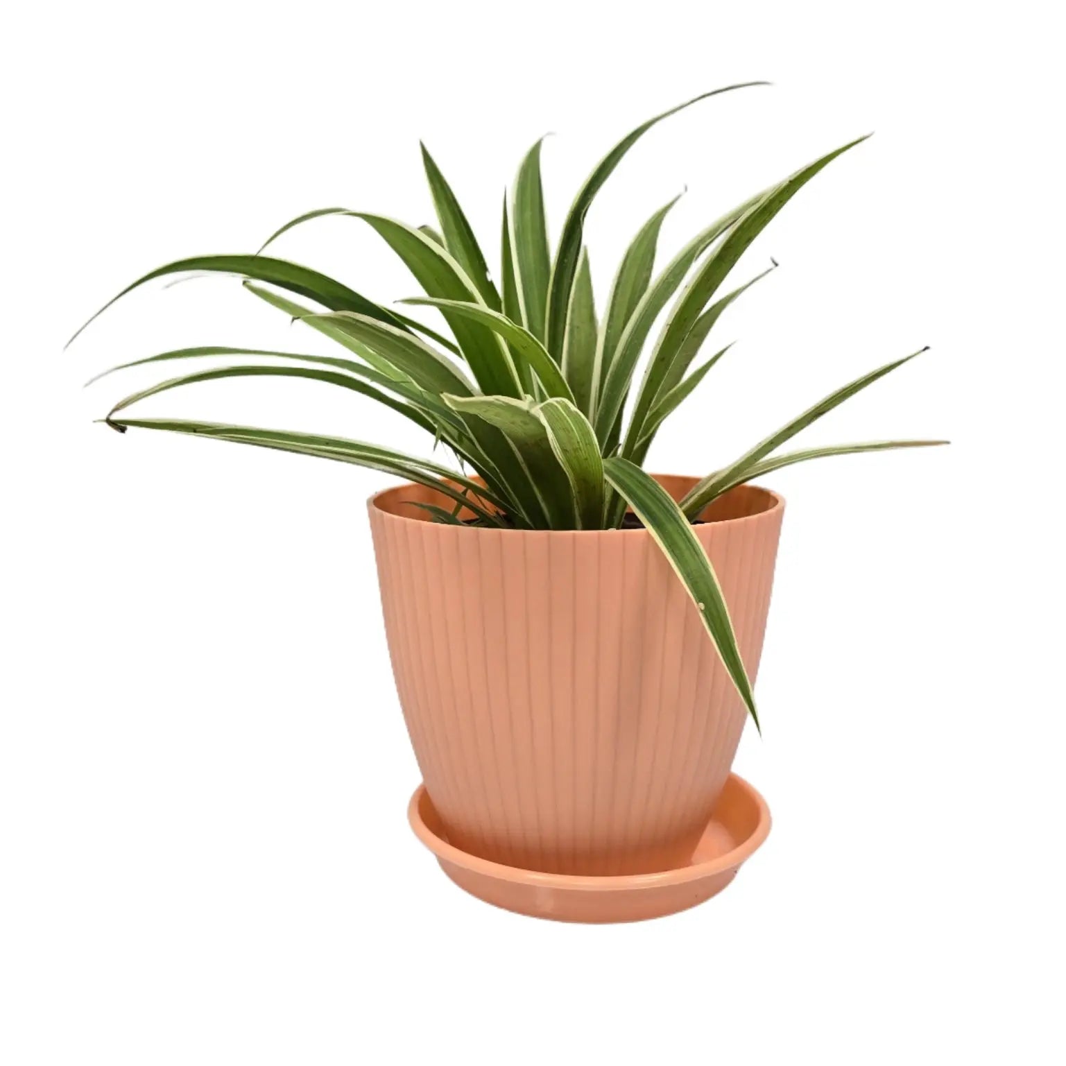 Enutrof Spider Plant Indoor Live with Self Watering Pot ( rainbow pot) Enutrof Decor