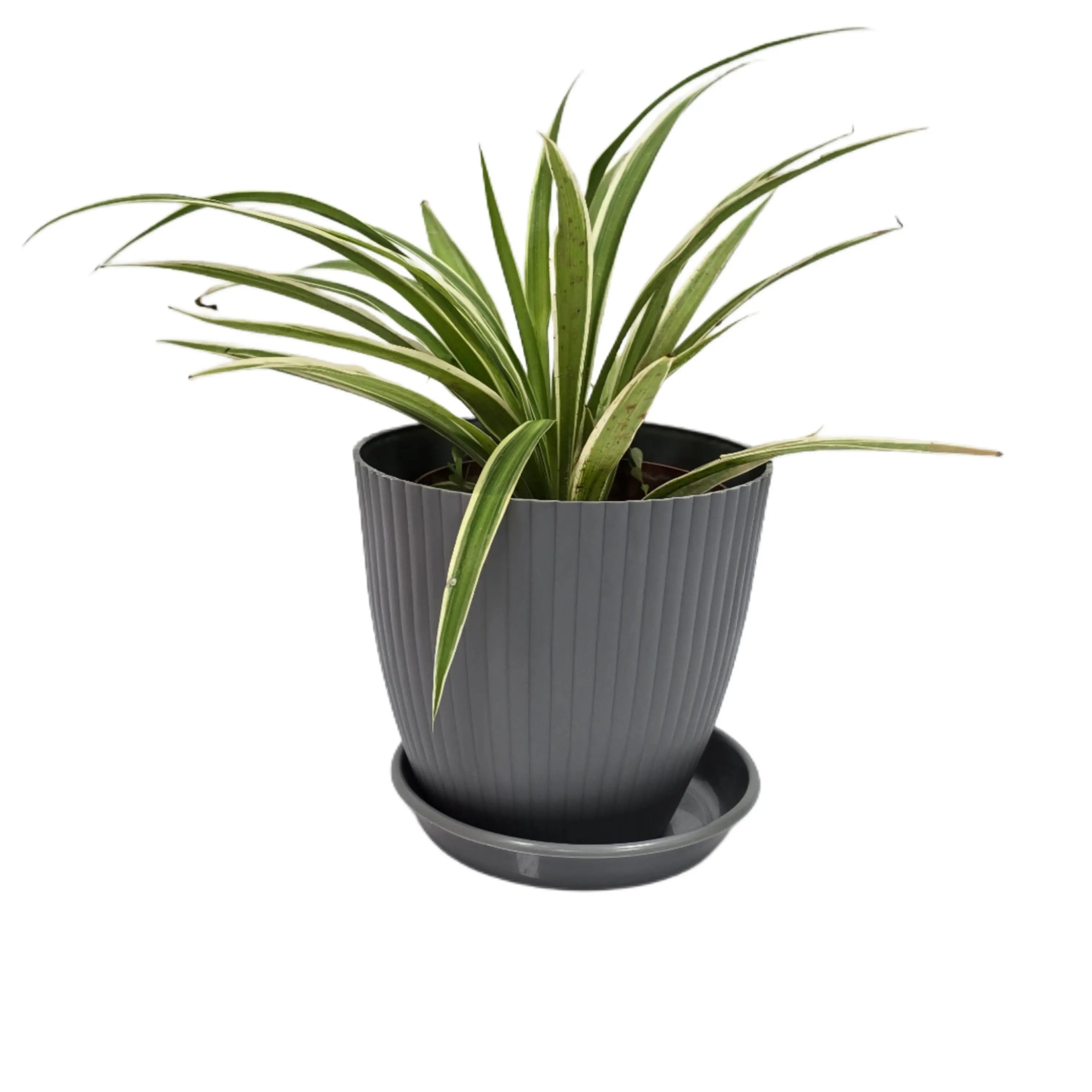 Enutrof Spider Plant Indoor Live with Self Watering Pot ( rainbow pot) Enutrof Decor