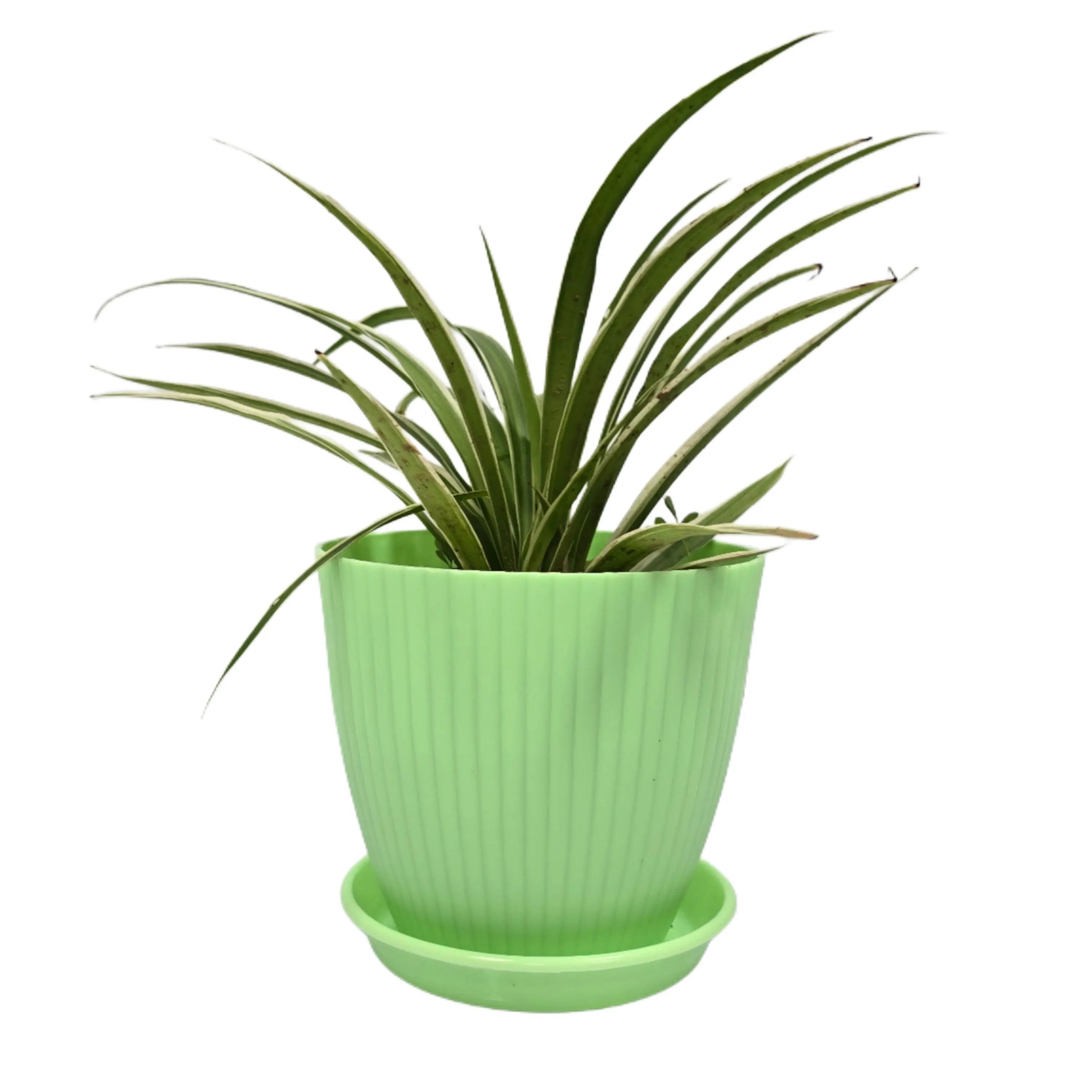 Enutrof Spider Plant Indoor Live with Self Watering Pot ( rainbow pot) Enutrof Decor