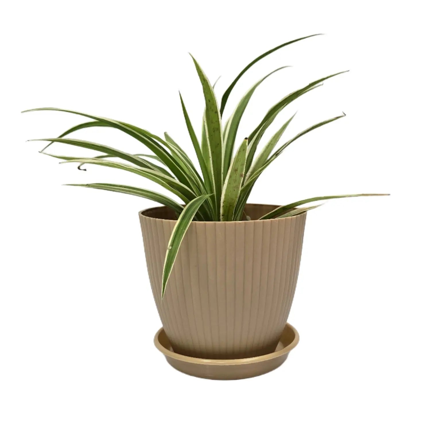 Enutrof Spider Plant Indoor Live with Self Watering Pot ( rainbow pot) Enutrof Decor