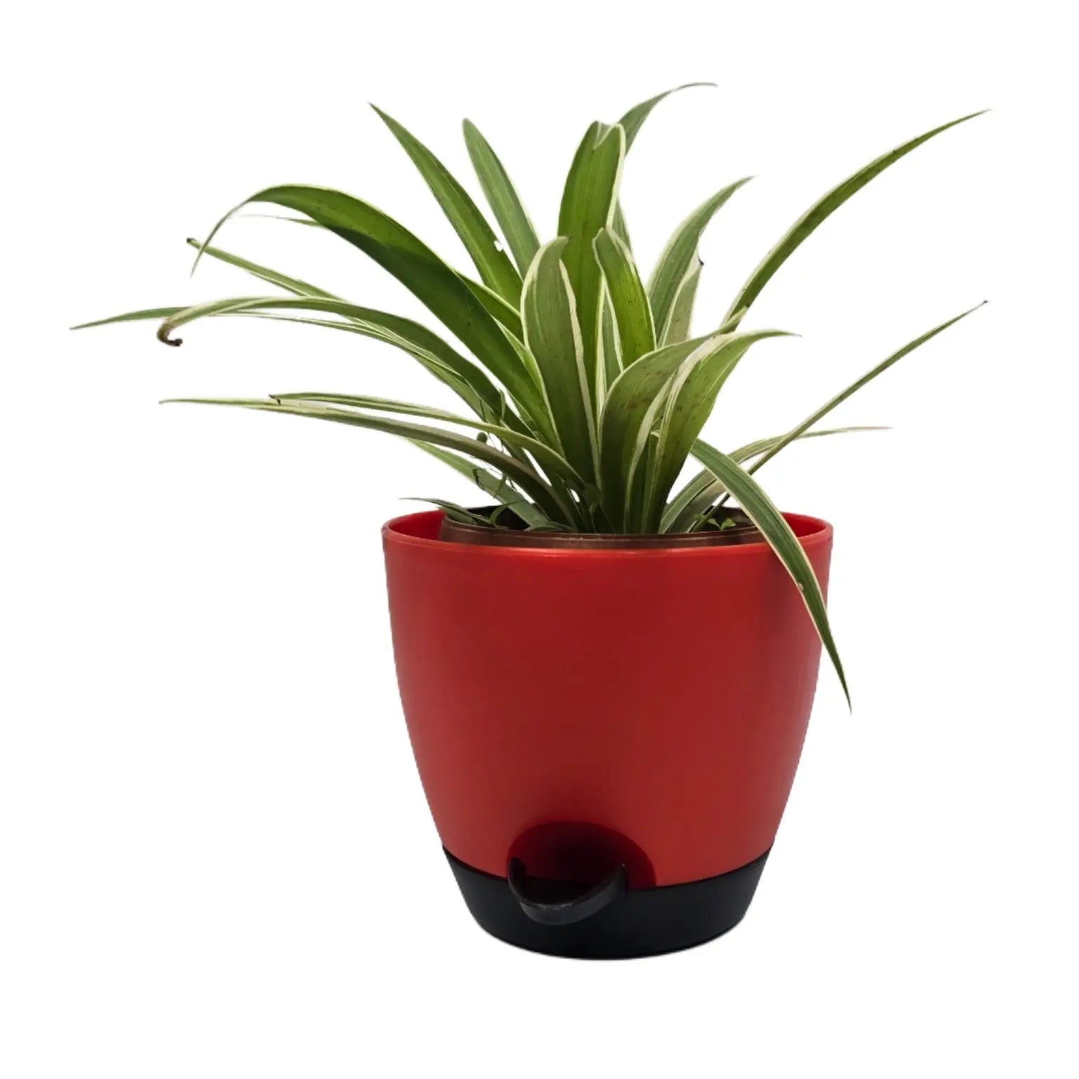 Enutrof Spider Plant Indoor Live with Self-Watering Cap Pot Enutrof Decor