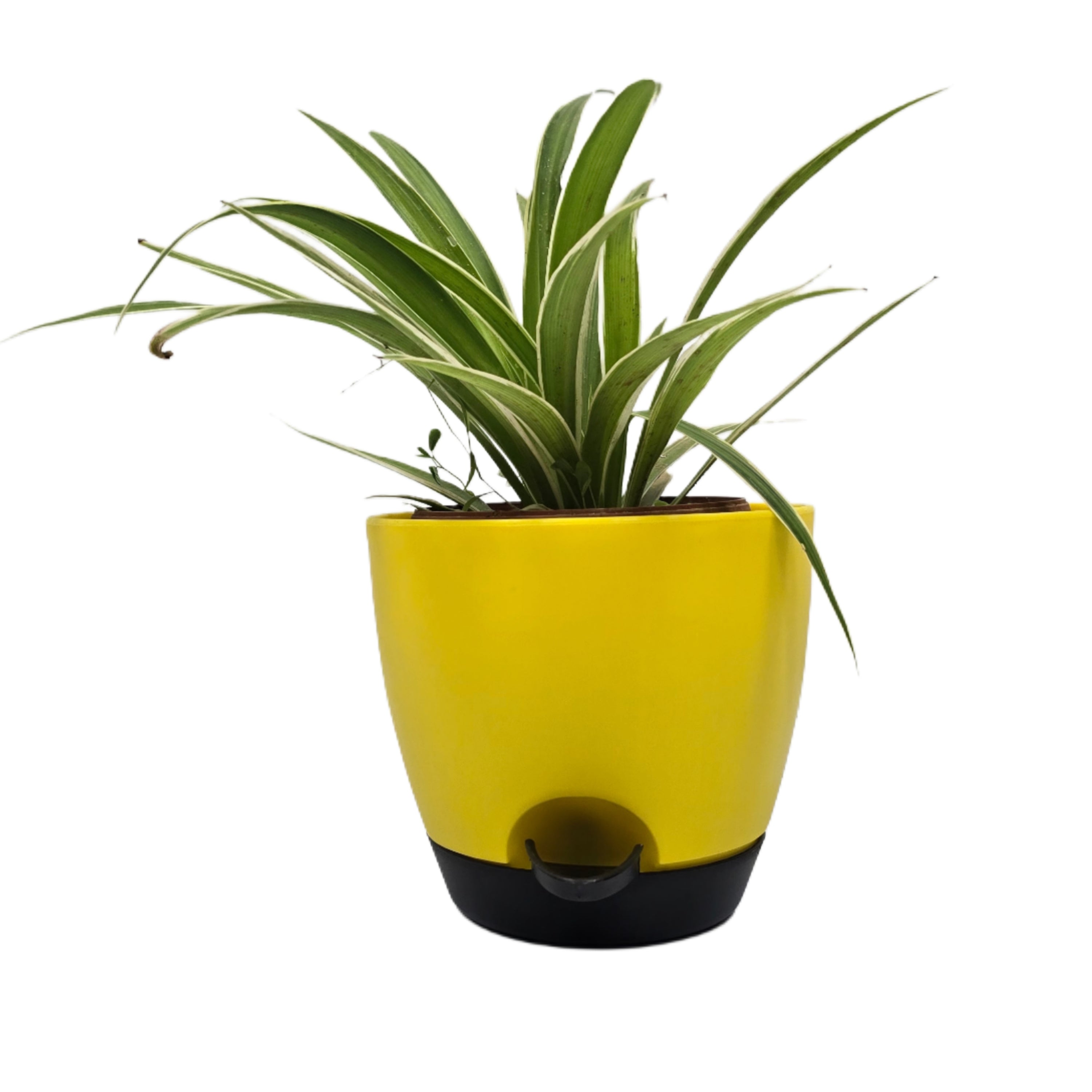Enutrof Spider Plant Indoor Live with Self-Watering Cap Pot Enutrof Decor