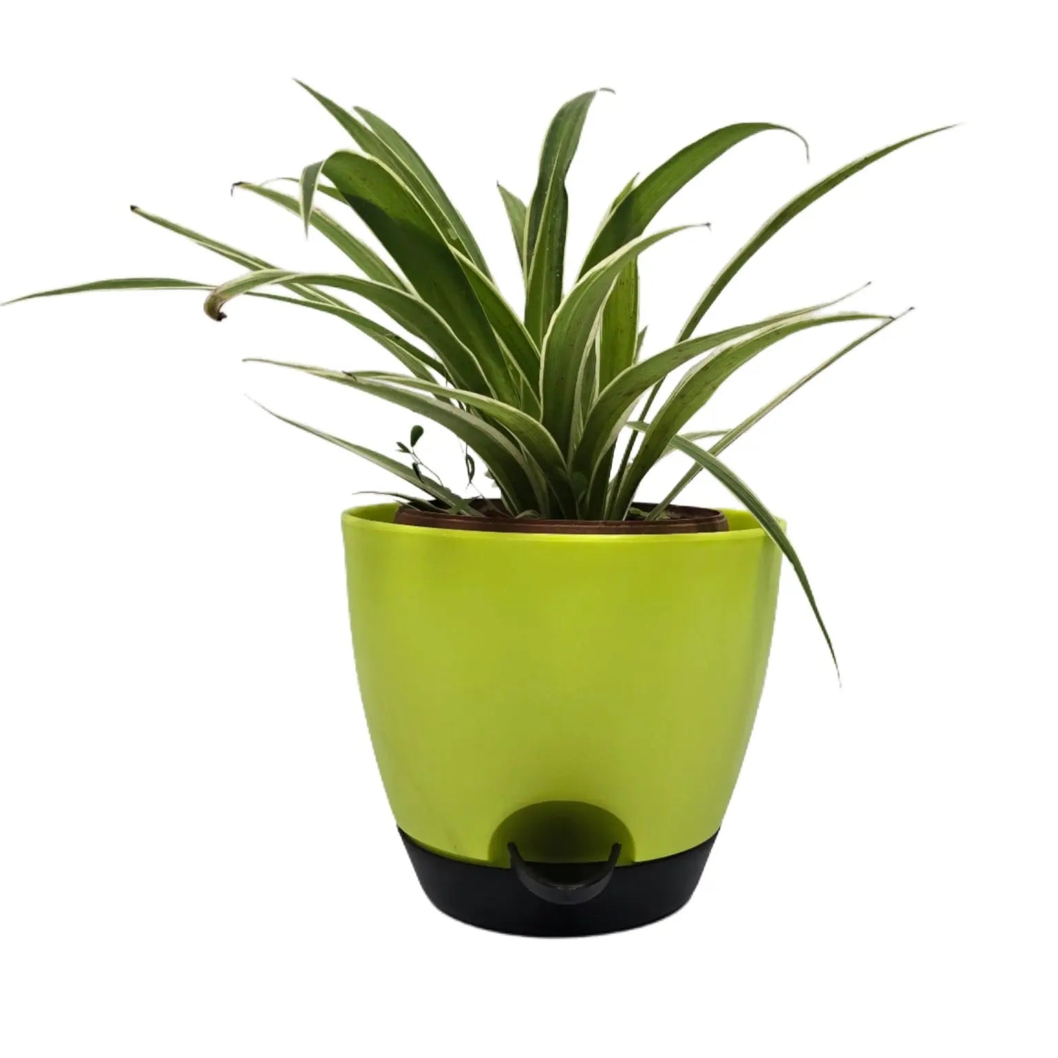 Enutrof Spider Plant Indoor Live with Self-Watering Cap Pot Enutrof Decor