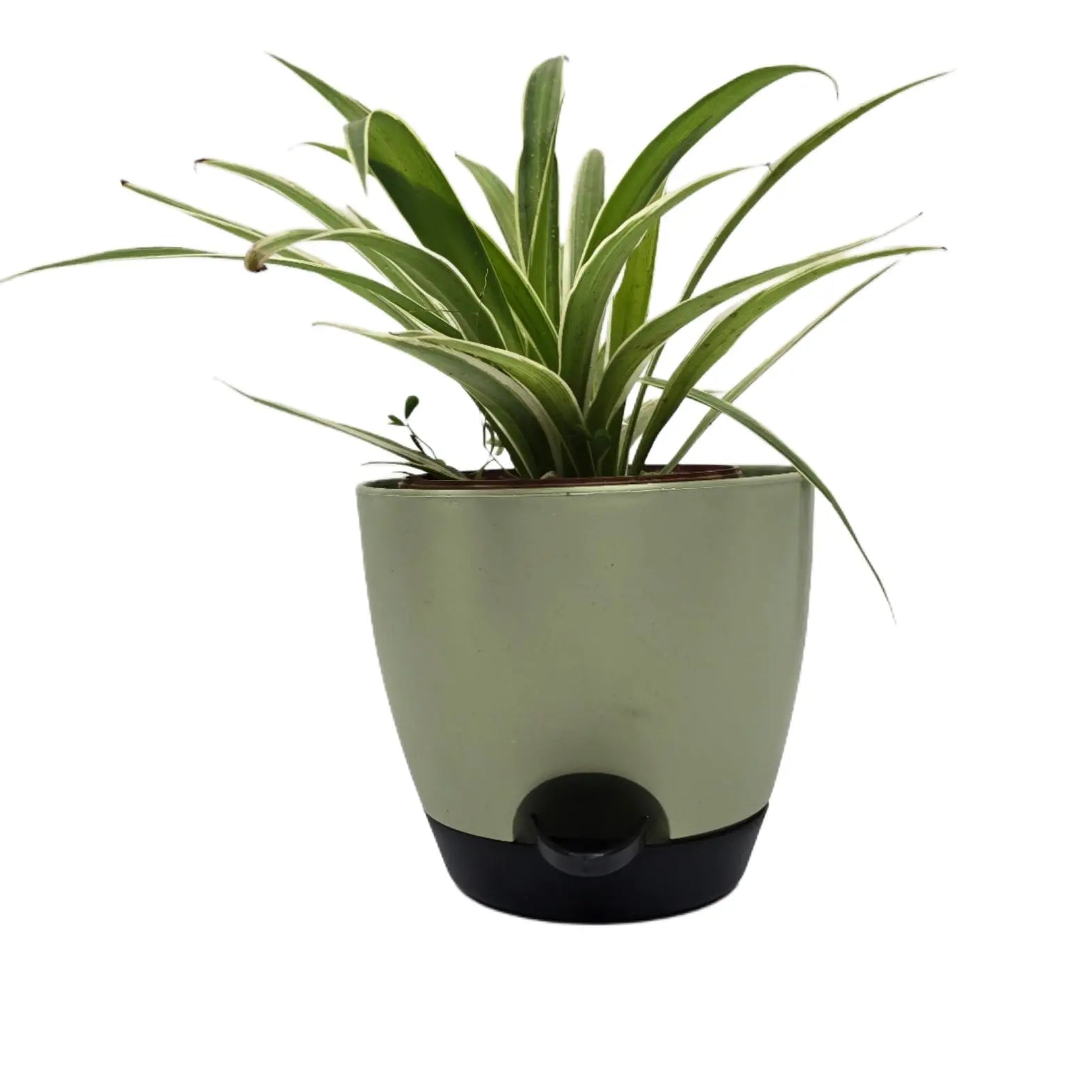 Enutrof Spider Plant Indoor Live with Self-Watering Cap Pot Enutrof Decor