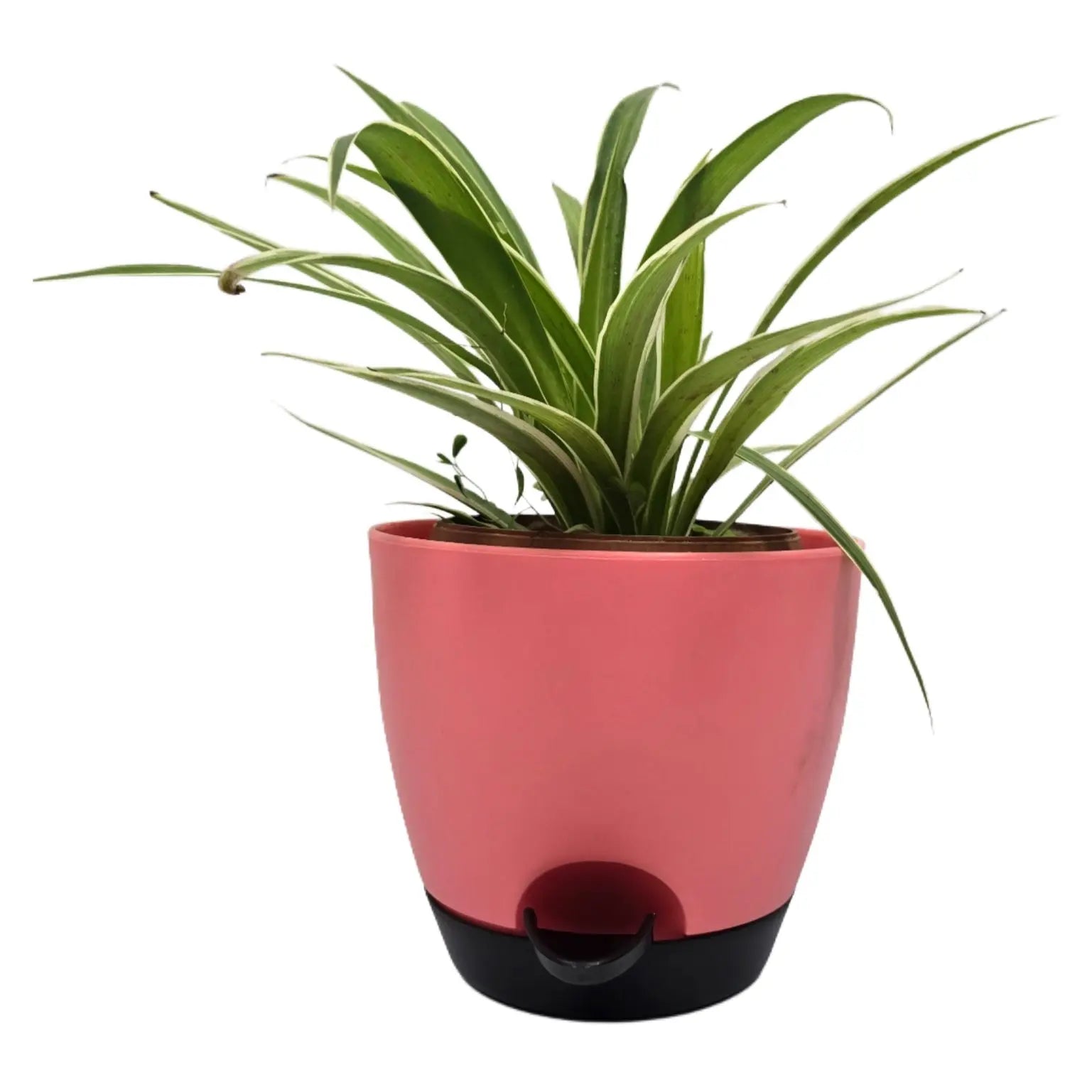 Enutrof Spider Plant Indoor Live with Self-Watering Cap Pot Enutrof Decor