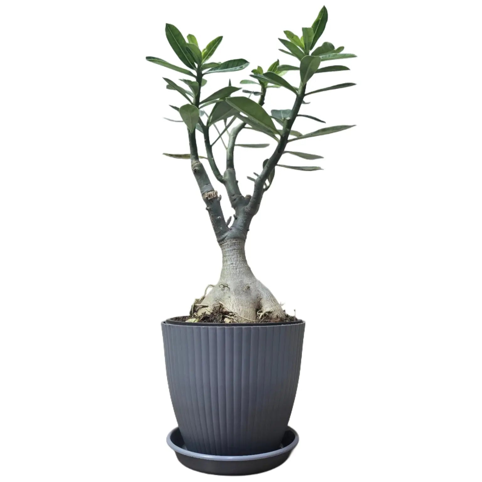 Enutrof Hybrid Adenium Flower Plant with Rainbow Pot Enutrof Decor