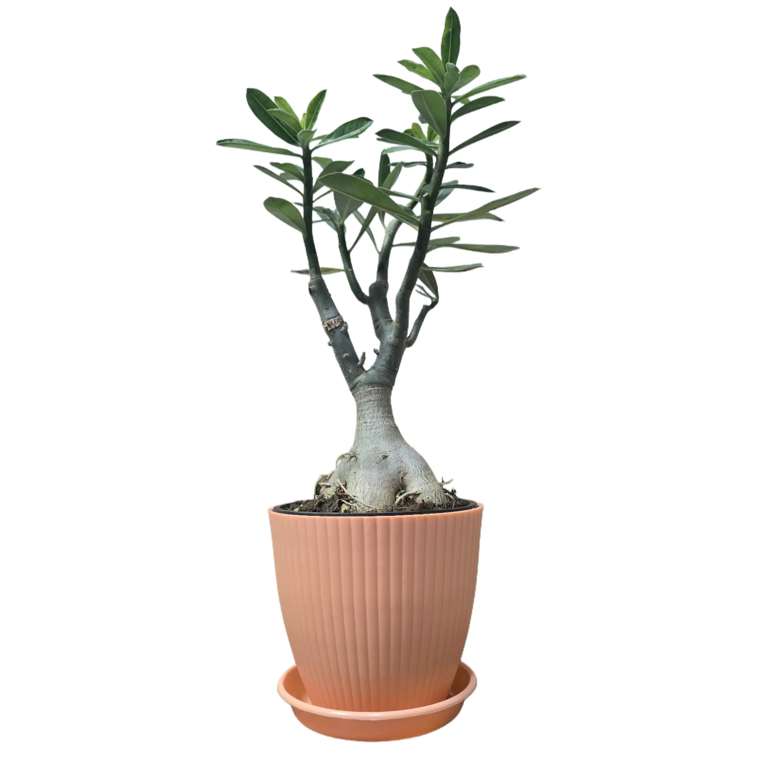 Enutrof Hybrid Adenium Flower Plant with Rainbow Pot Enutrof Decor