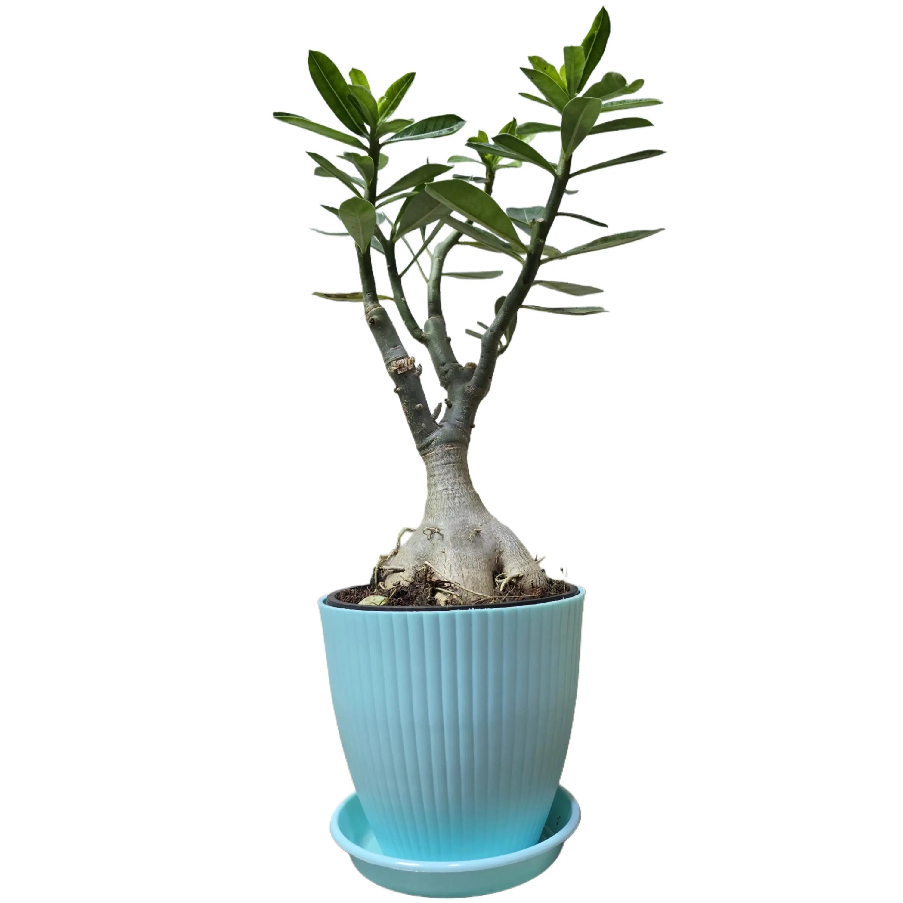 Enutrof Hybrid Adenium Flower Plant with Rainbow Pot Enutrof Decor