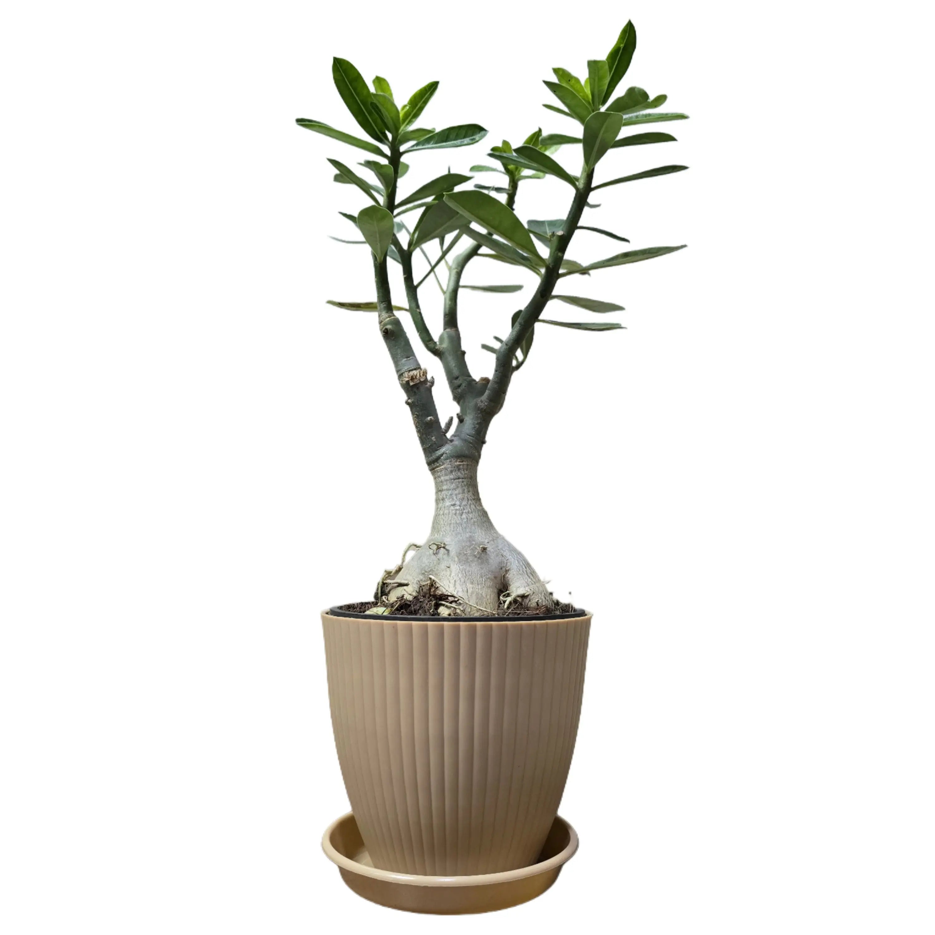 Enutrof Hybrid Adenium Flower Plant with Rainbow Pot Enutrof Decor
