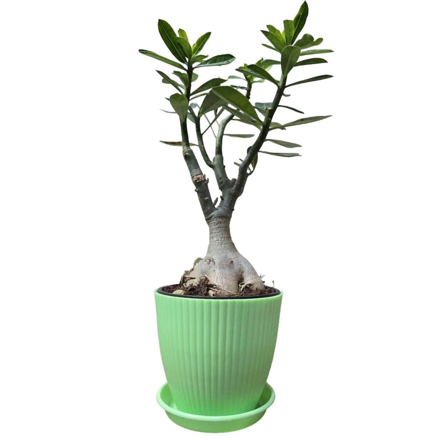 Enutrof Hybrid Adenium Flower Plant with Rainbow Pot Enutrof Decor