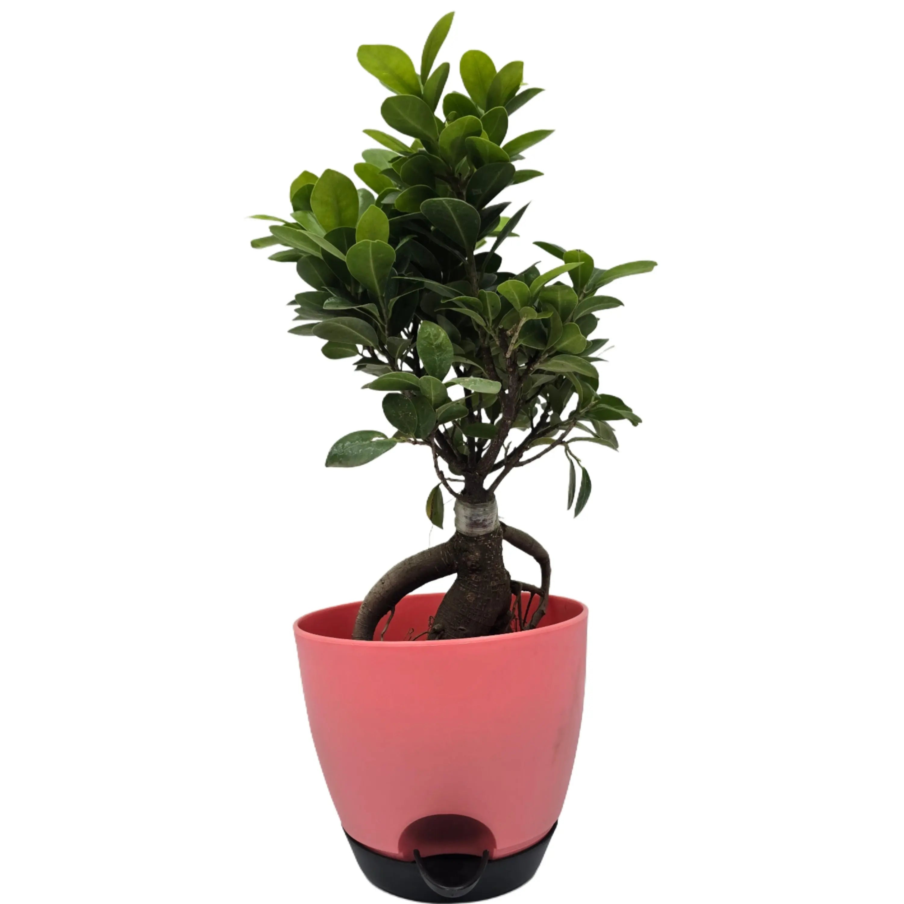 Enutrof Ficus Bonsai Live Plant for Indoors with Self-Watering Cap Pot Enutrof Decor