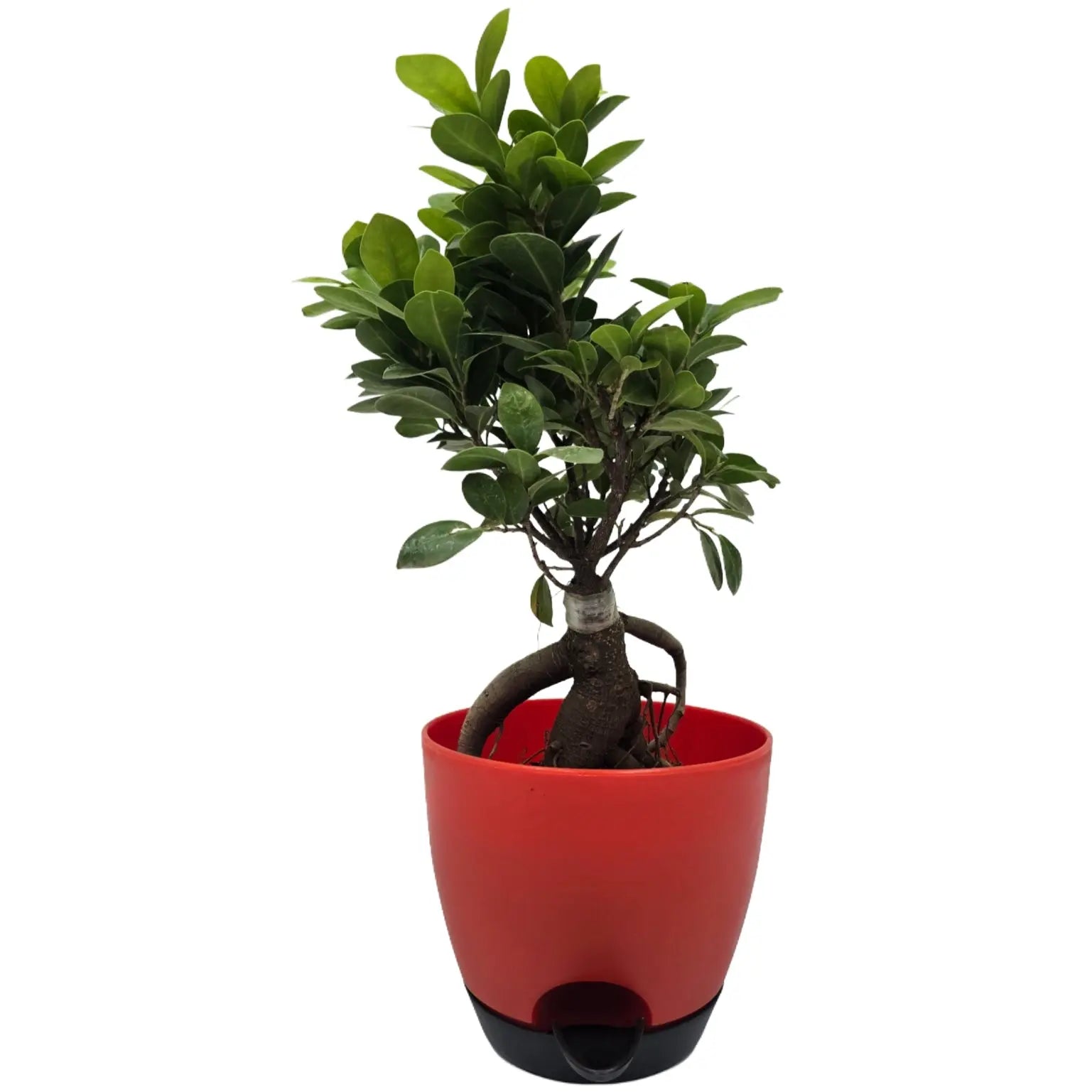 Enutrof Ficus Bonsai Live Plant for Indoors with Self-Watering Cap Pot Enutrof Decor