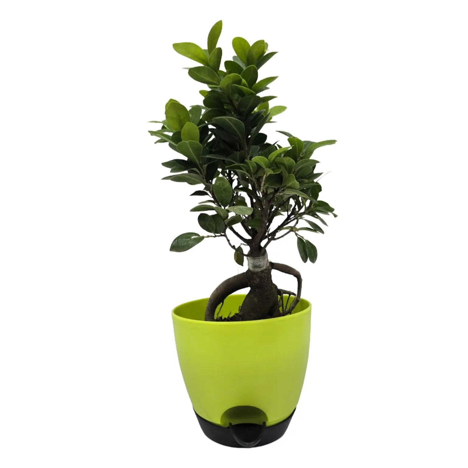 Enutrof Ficus Bonsai Live Plant for Indoors with Self-Watering Cap Pot Enutrof Decor