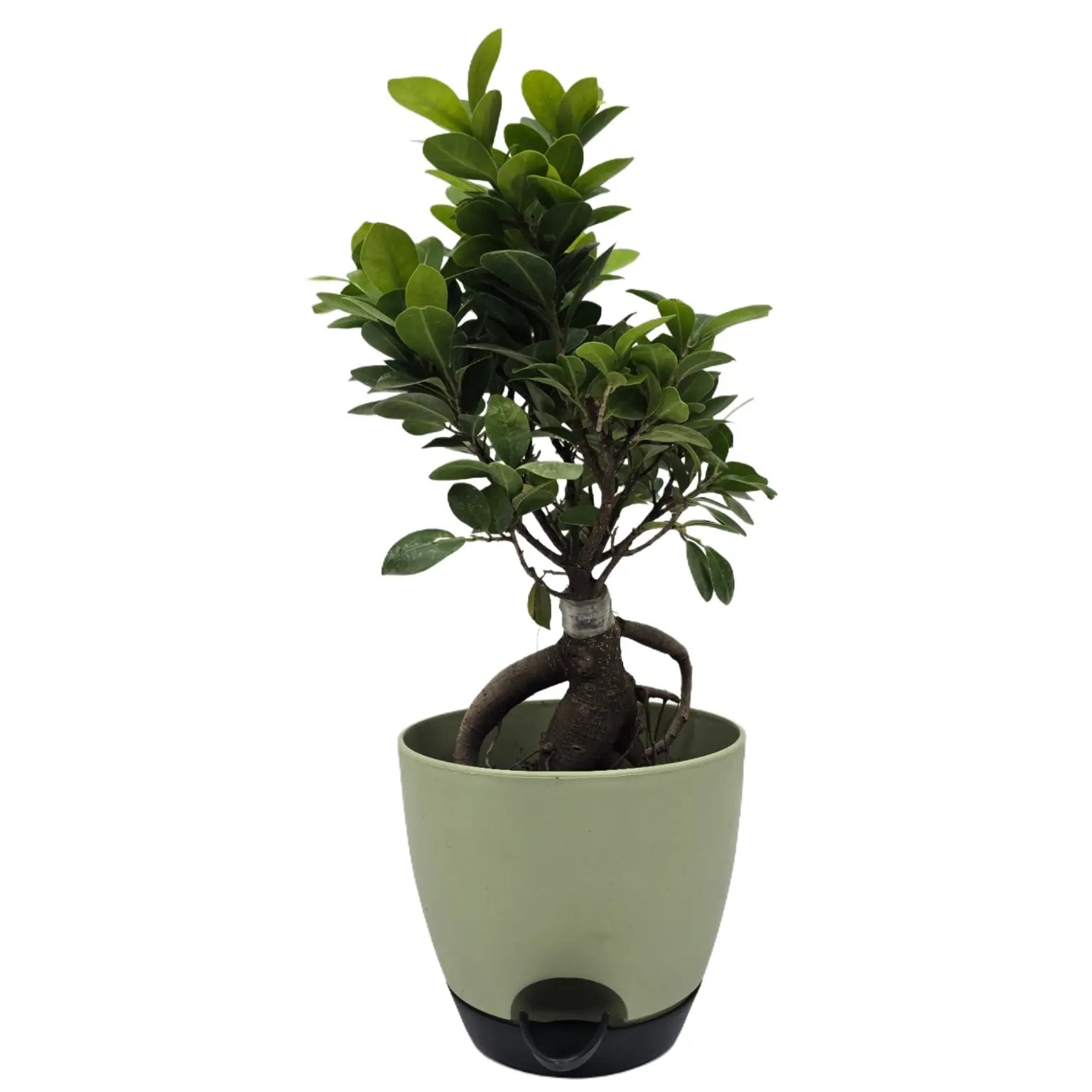 Enutrof Ficus Bonsai Live Plant for Indoors with Self-Watering Cap Pot Enutrof Decor