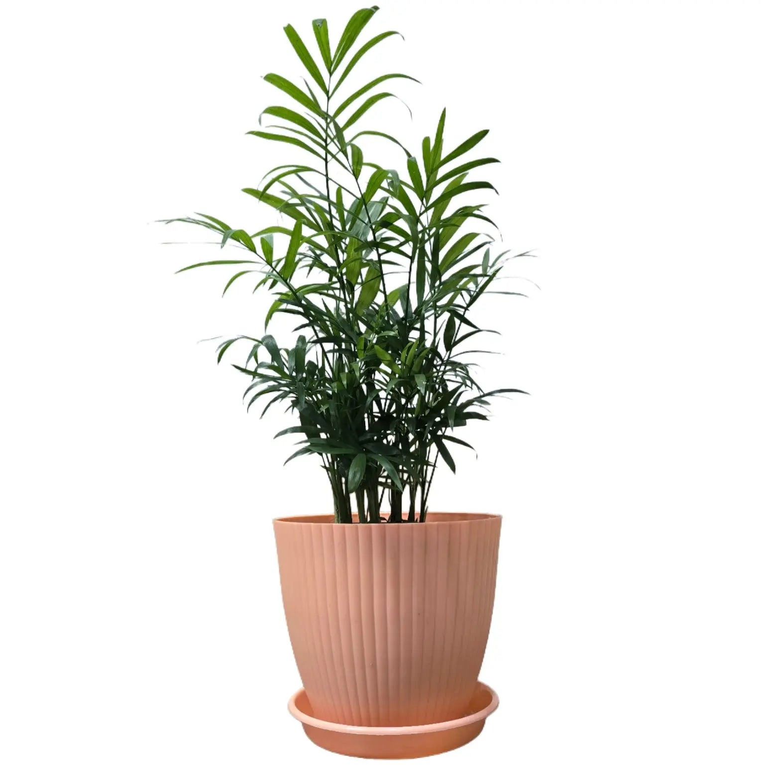 Enutrof Areca Palm Air Purifier Live Plant with Self-Watering Rainbow Pot Enutrof Decor