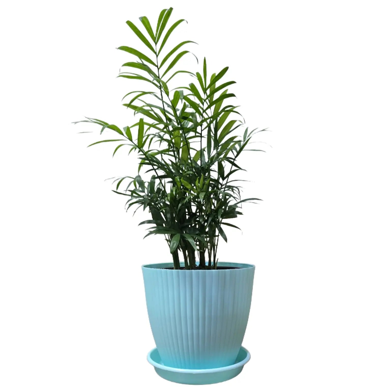 Enutrof Areca Palm Air Purifier Live Plant with Self-Watering Rainbow Pot Enutrof Decor
