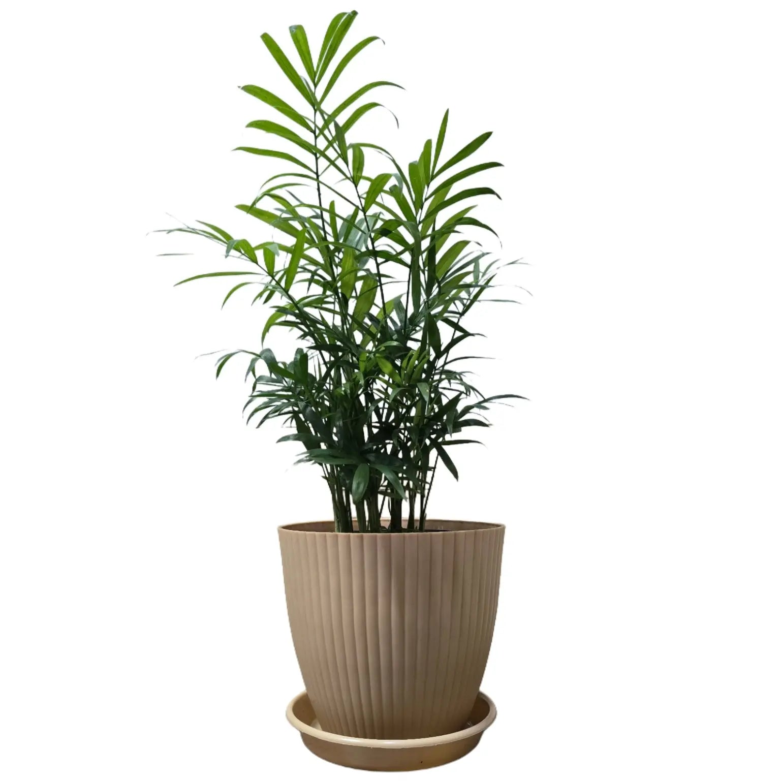 Enutrof Areca Palm Air Purifier Live Plant with Self-Watering Rainbow Pot Enutrof Decor