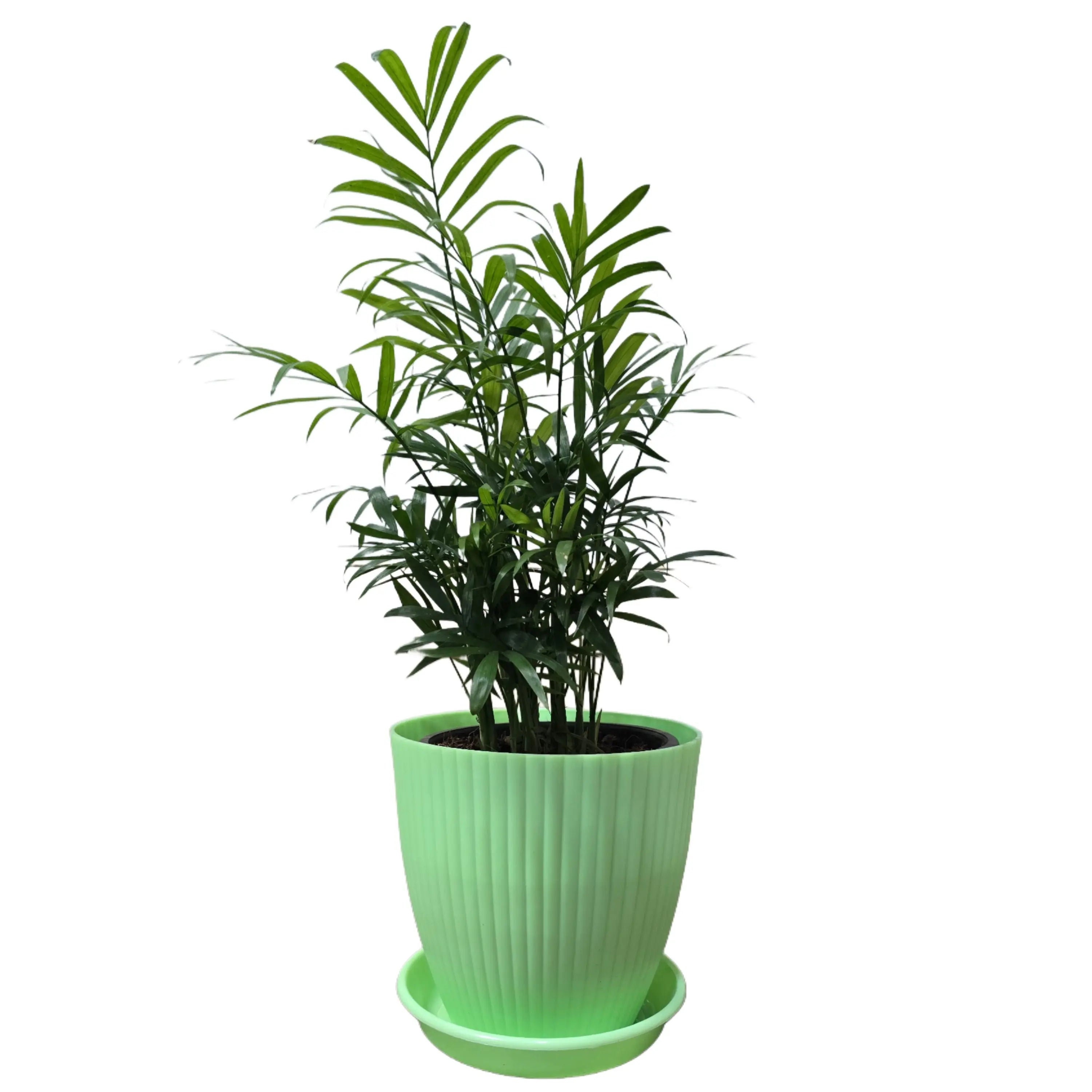 Enutrof Areca Palm Air Purifier Live Plant with Self-Watering Rainbow Pot Enutrof Decor