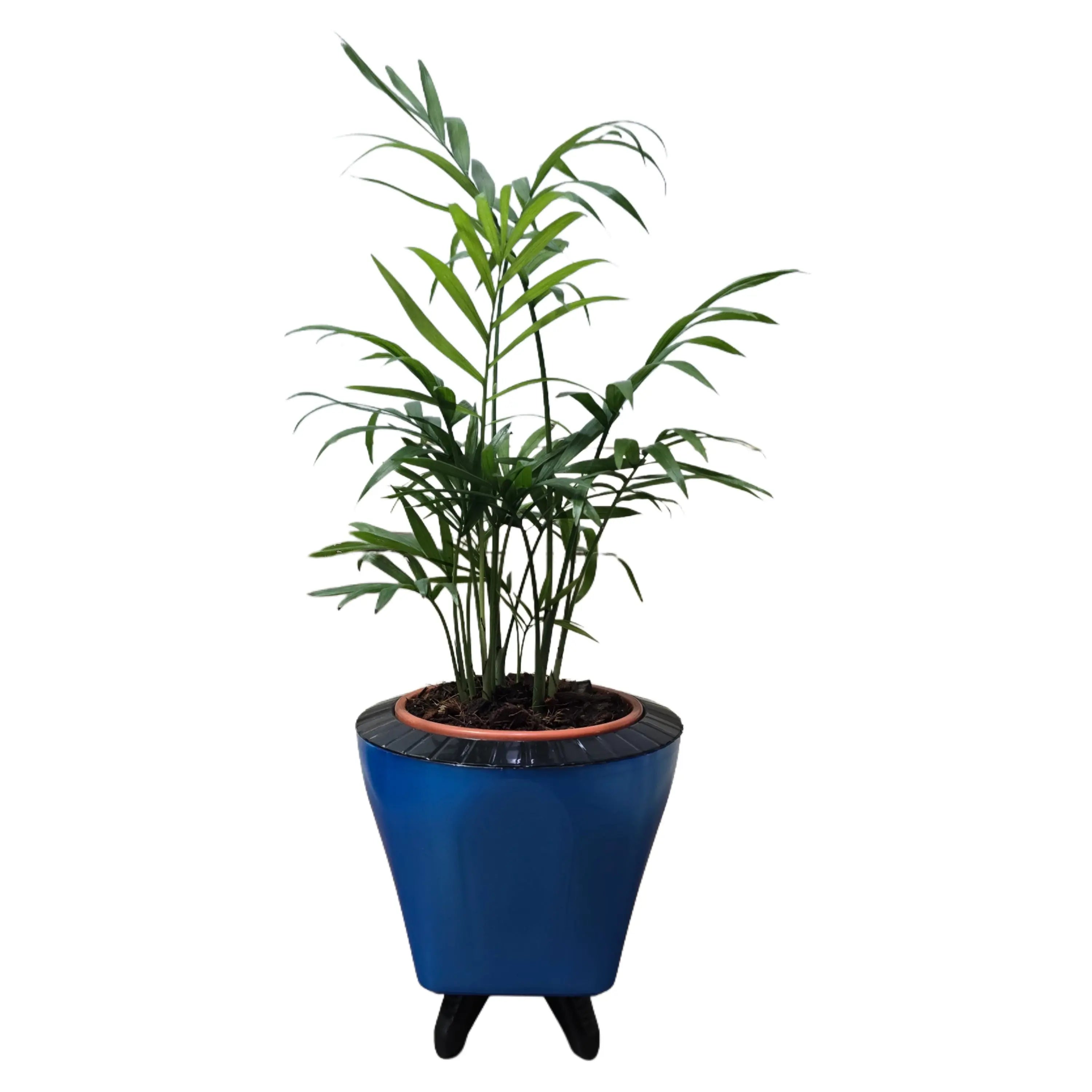 Enutrof Areca Palm Air Purifier Live Plant with Self-Watering Decorative Pot Enutrof Decor