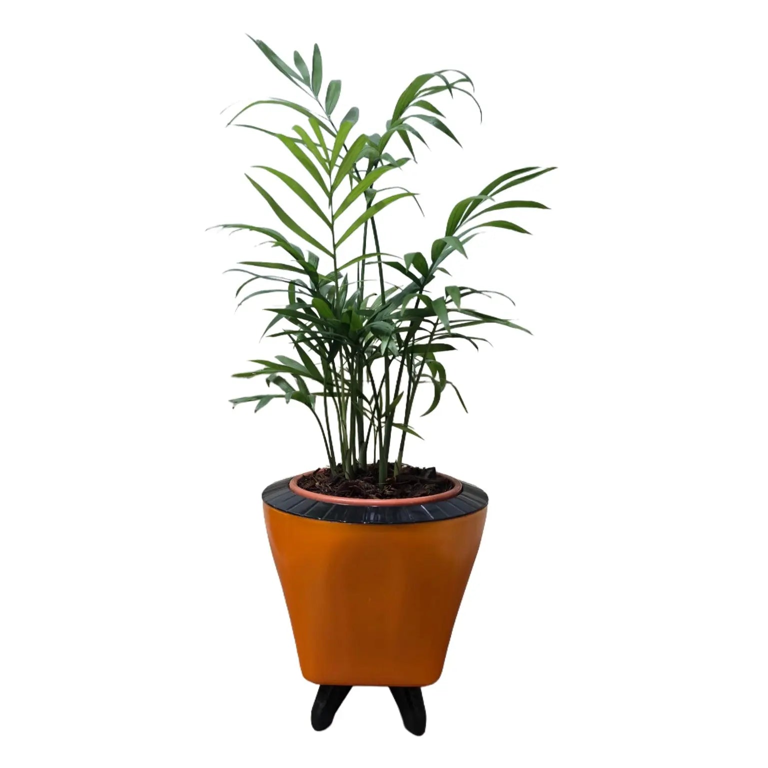 Enutrof Areca Palm Air Purifier Live Plant with Self-Watering Decorative Pot Enutrof Decor