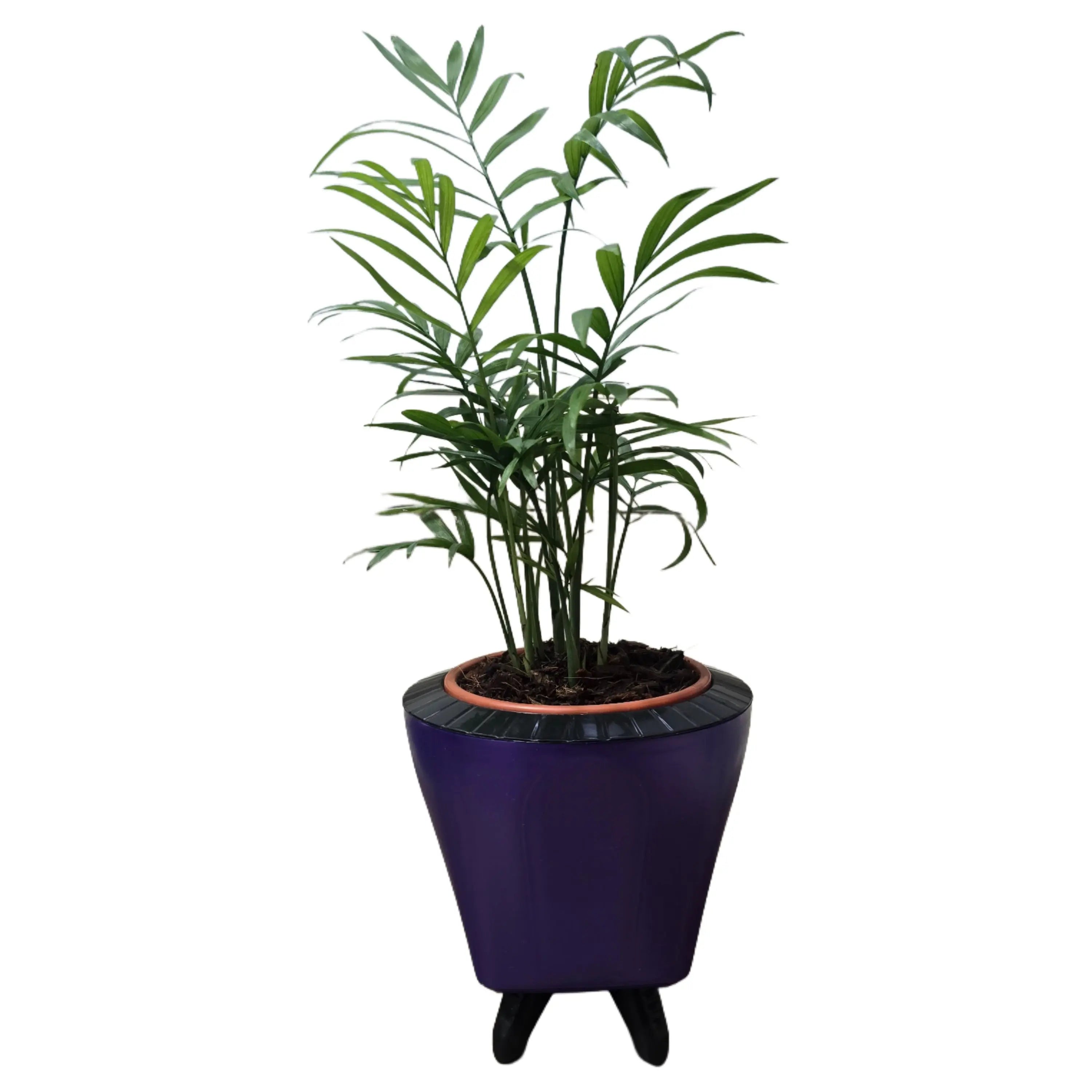 Enutrof Areca Palm Air Purifier Live Plant with Self-Watering Decorative Pot Enutrof Decor