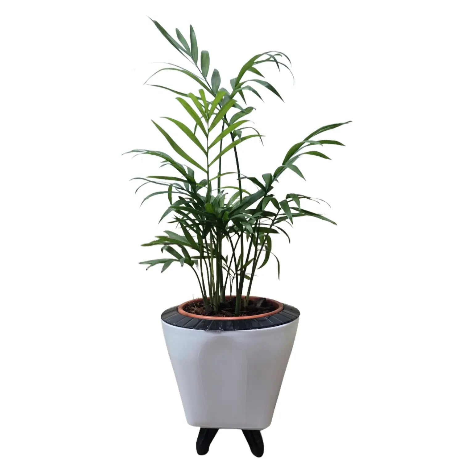 Enutrof Areca Palm Air Purifier Live Plant with Self-Watering Decorative Pot Enutrof Decor