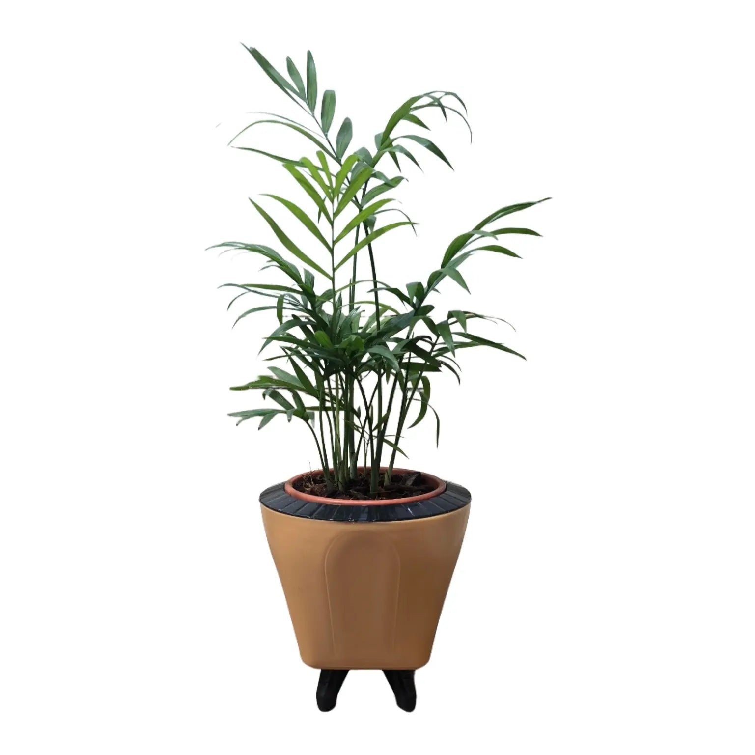 Enutrof Areca Palm Air Purifier Live Plant with Self-Watering Decorative Pot Enutrof Decor