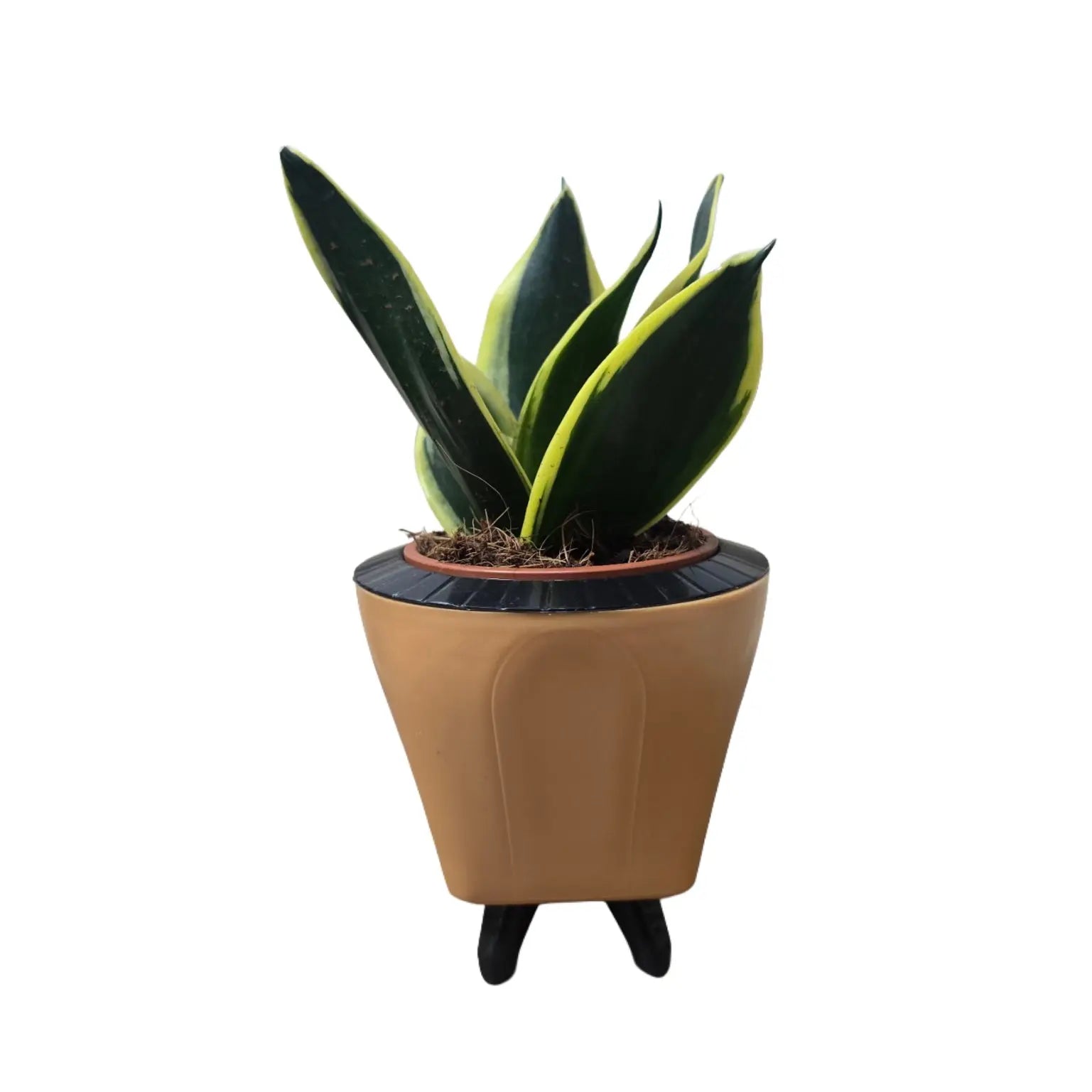 Enutrof Sansevieria Golden Hahnii Snake Plant with Self-Watering Decorative Pot Enutrof Decor