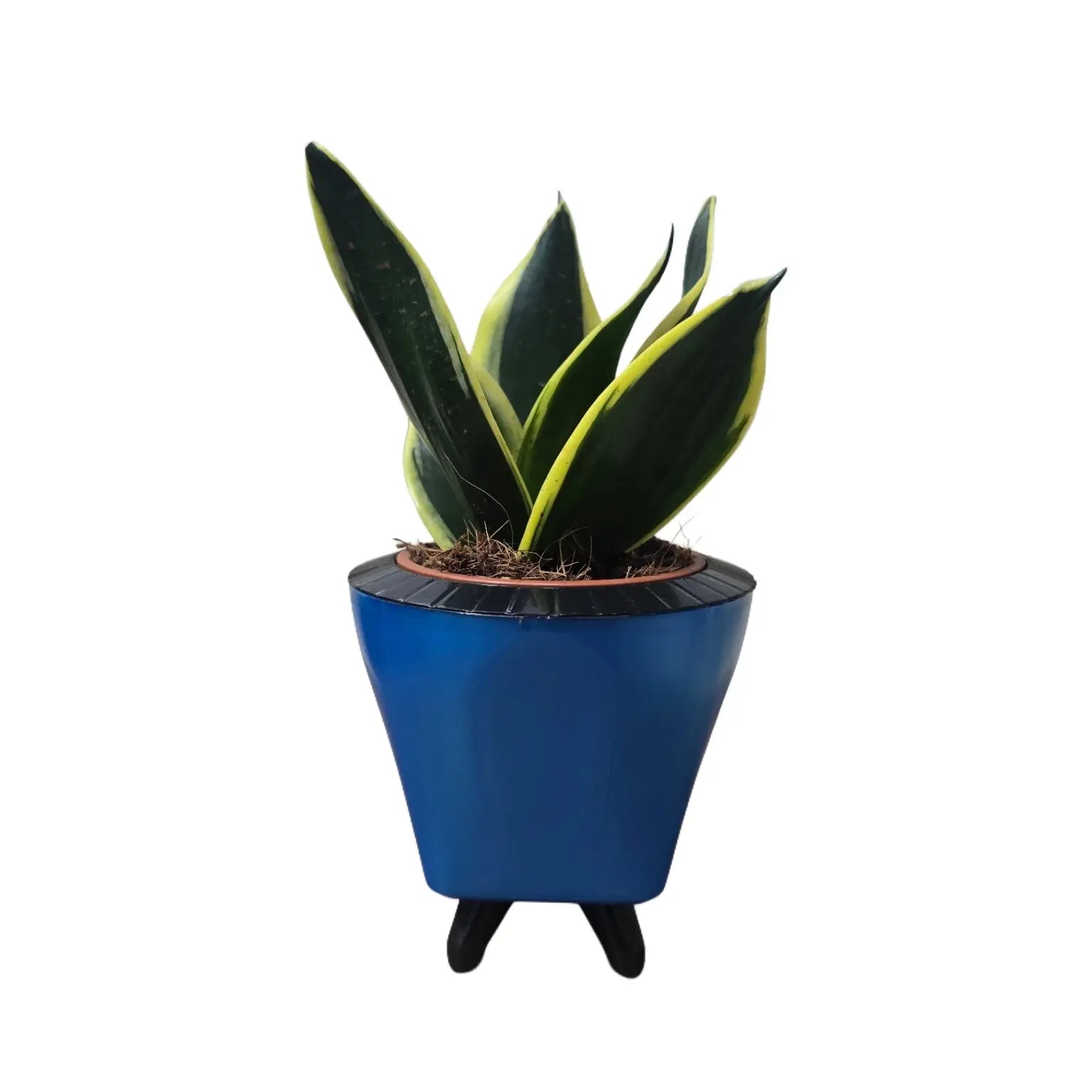 Enutrof Sansevieria Golden Hahnii Snake Plant with Self-Watering Decorative Pot Enutrof Decor