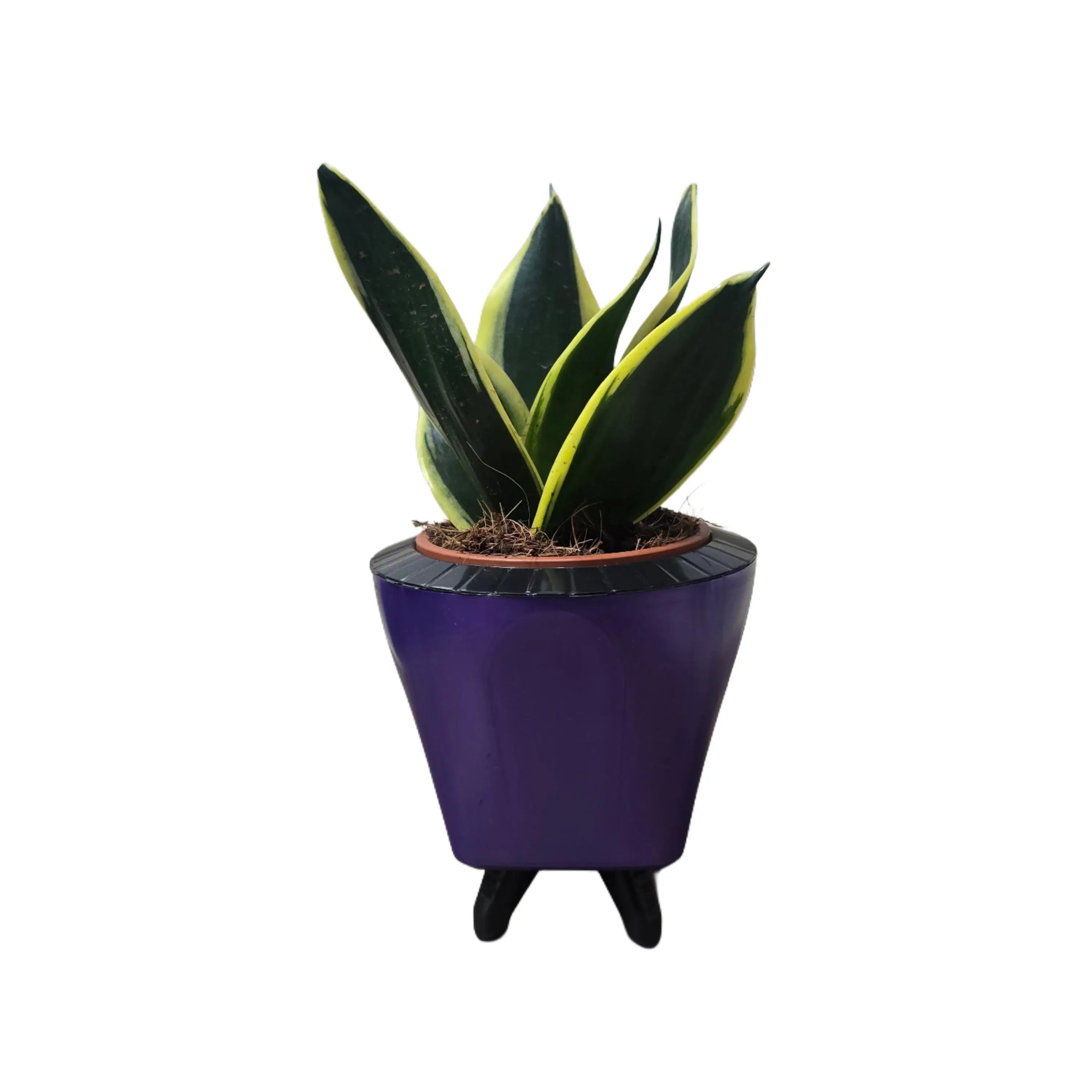 Enutrof Sansevieria Golden Hahnii Snake Plant with Self-Watering Decorative Pot Enutrof Decor