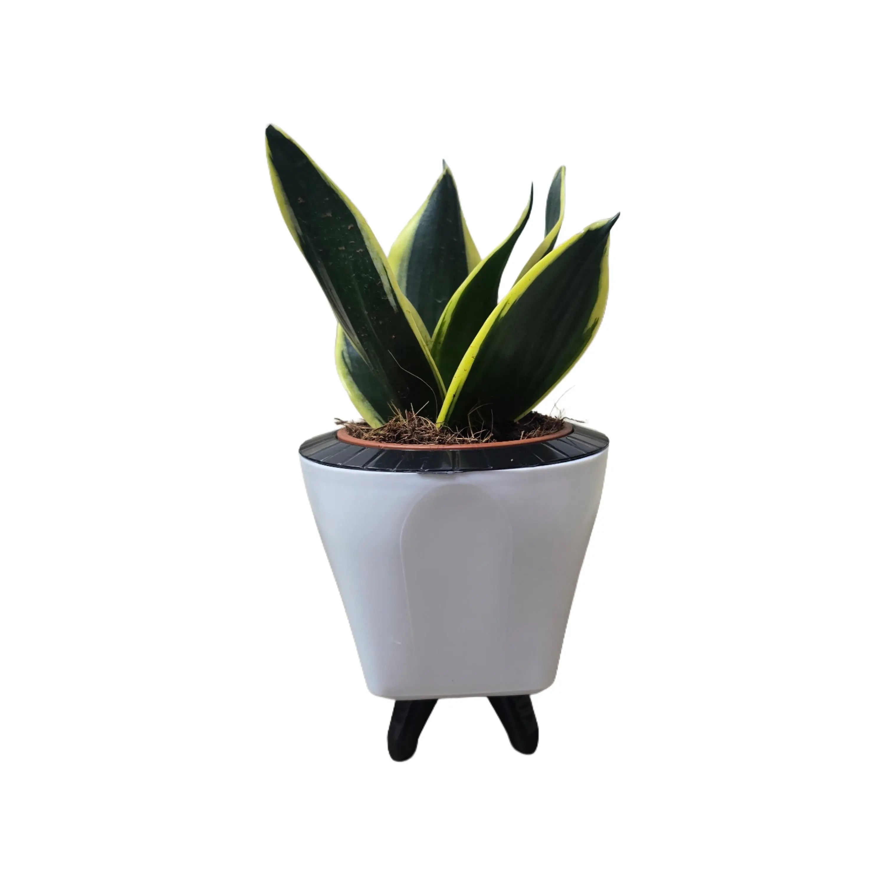 Enutrof Sansevieria Golden Hahnii Snake Plant with Self-Watering Decorative Pot Enutrof Decor