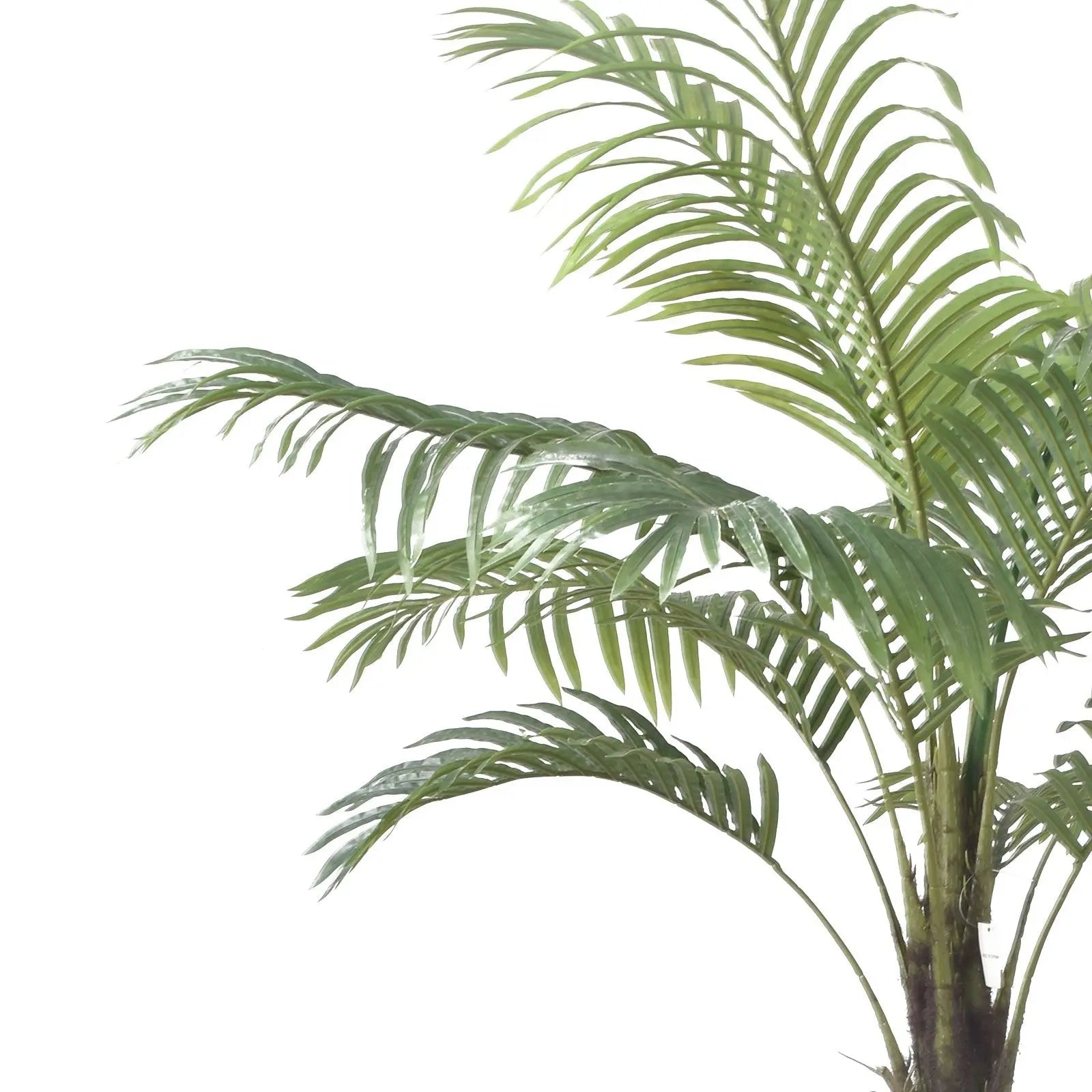 Palm Tree My Store
