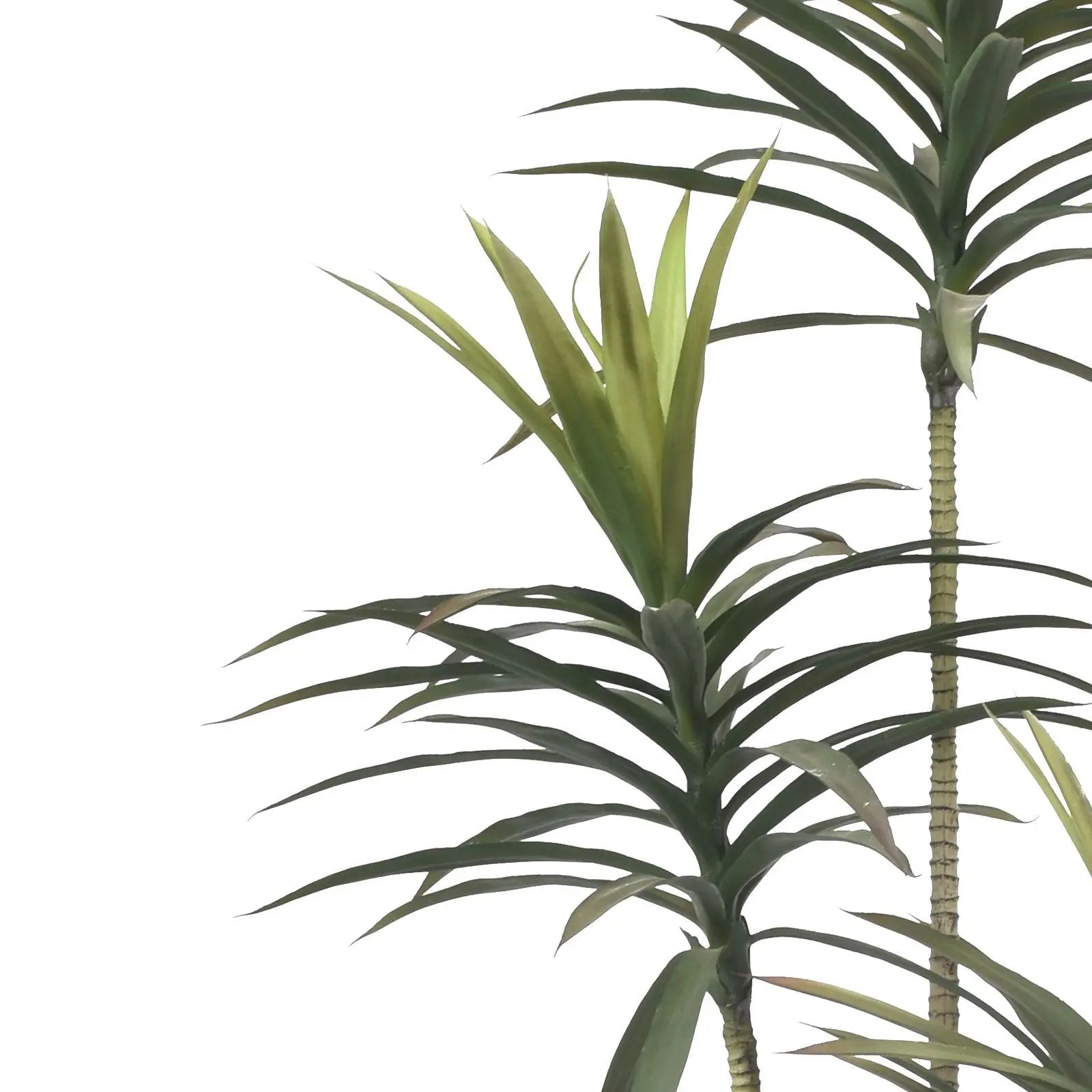 Enutrof Decor Yucca Tree (160 cm) My Store