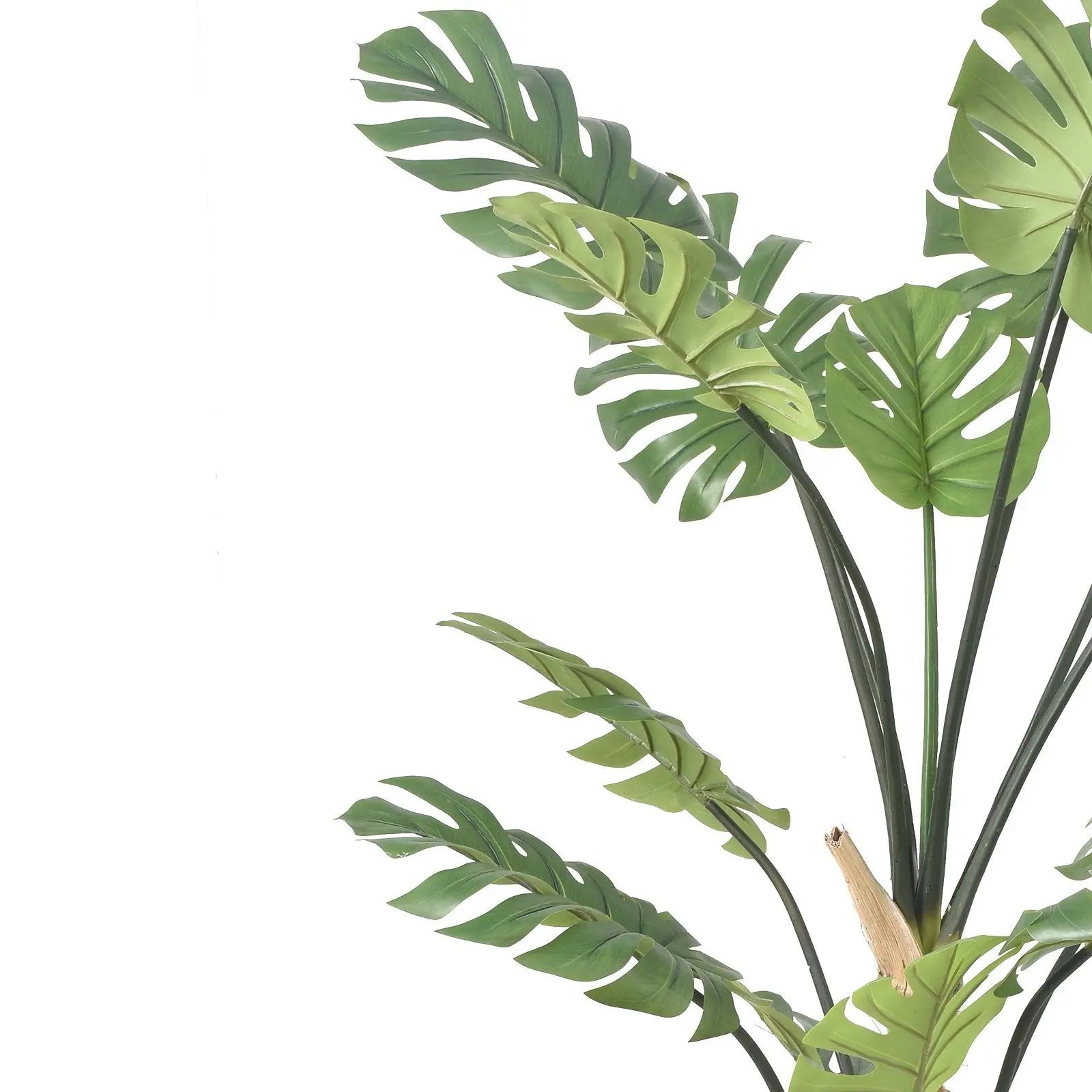 Monstera Tree (175 cm) My Store