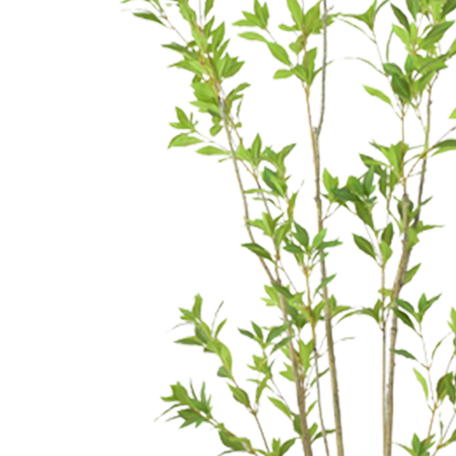 Pieris Artificial Plant – 180 CM | Indoor Decorative Green Plant Enutrof Decor