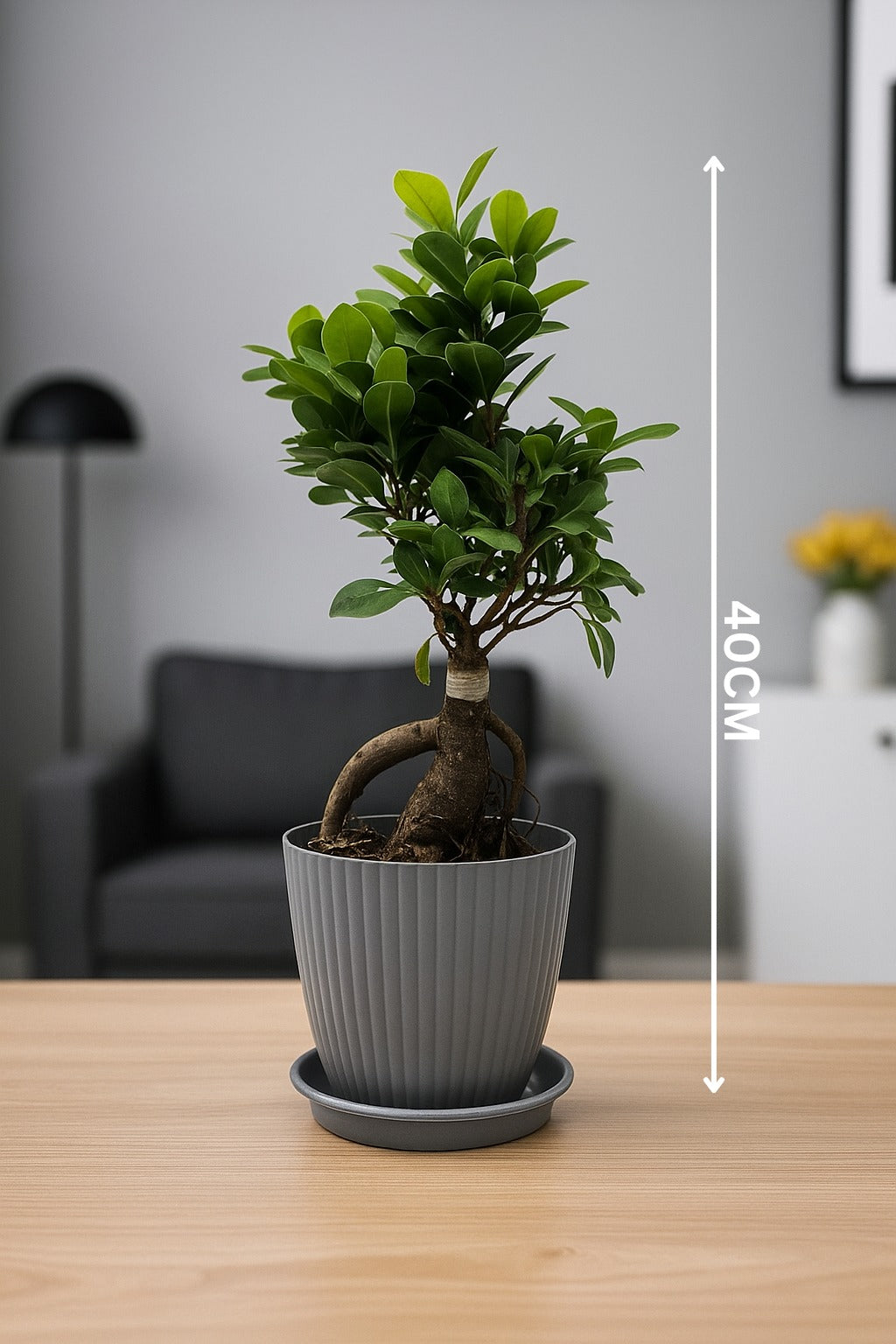 bonsai ficus (Rainbow pot) Enutrof Decor