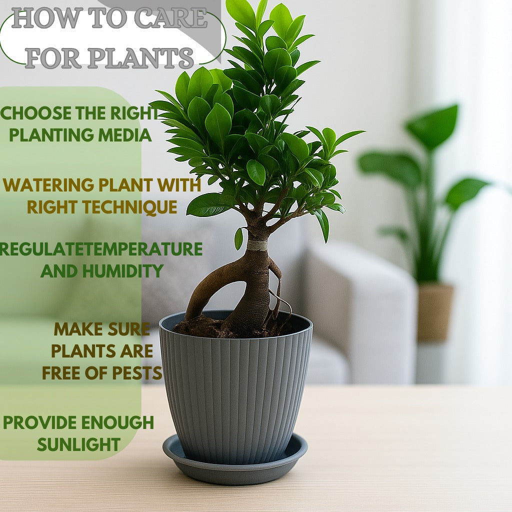 bonsai ficus (Rainbow pot) Enutrof Decor