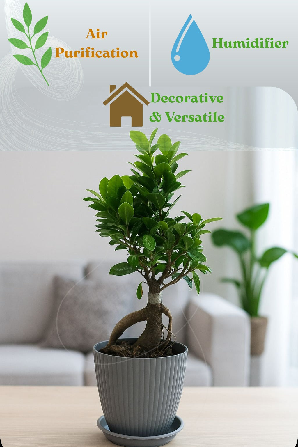 bonsai ficus (Rainbow pot) Enutrof Decor