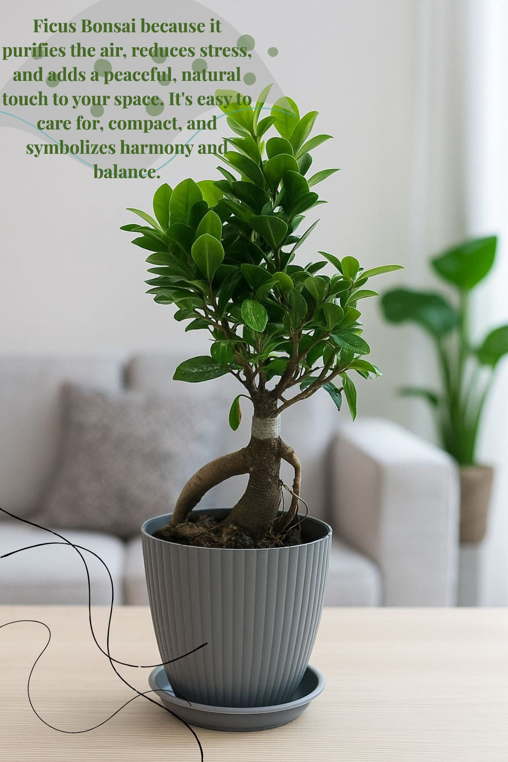 bonsai ficus (Rainbow pot) Enutrof Decor