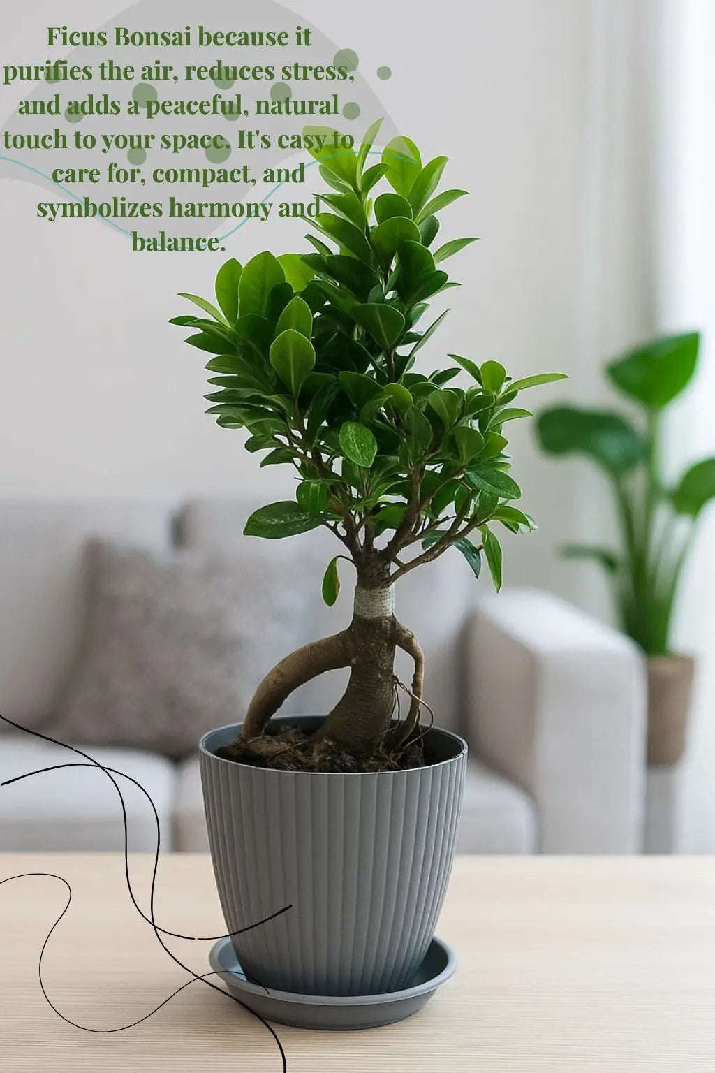 bonsai ficus (Rainbow pot) Enutrof Decor