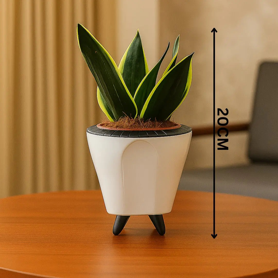 Enutrof Sansevieria Golden Hahnii Snake Plant with Self-Watering Decorative Pot Enutrof Decor