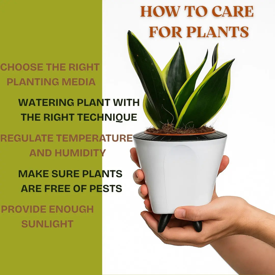 Enutrof Sansevieria Golden Hahnii Snake Plant with Self-Watering Decorative Pot Enutrof Decor